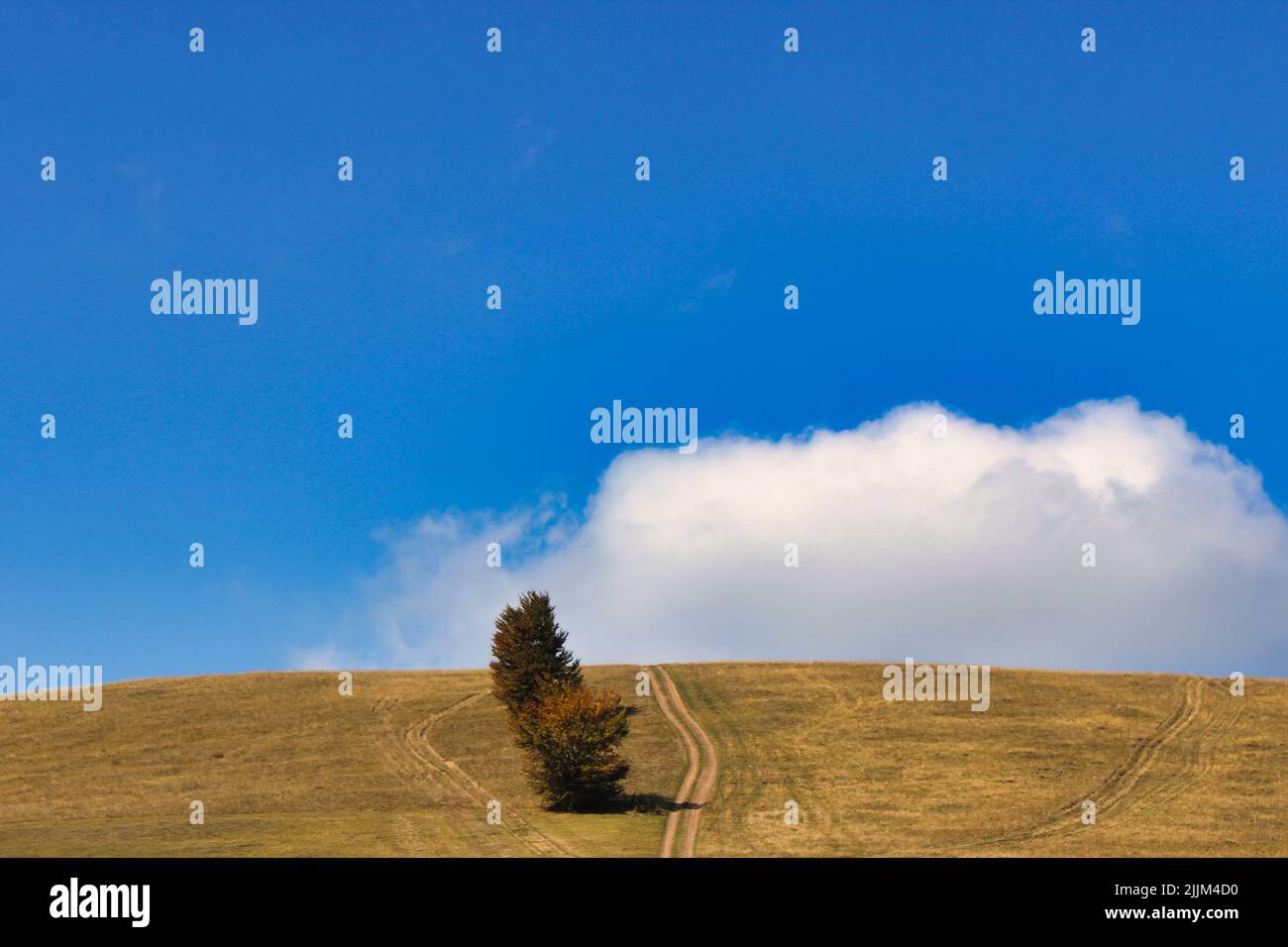 Photo d'un beau petit arbre dans un paysage près de Zenica, Bosnie-Herzégovine. Banque D'Images