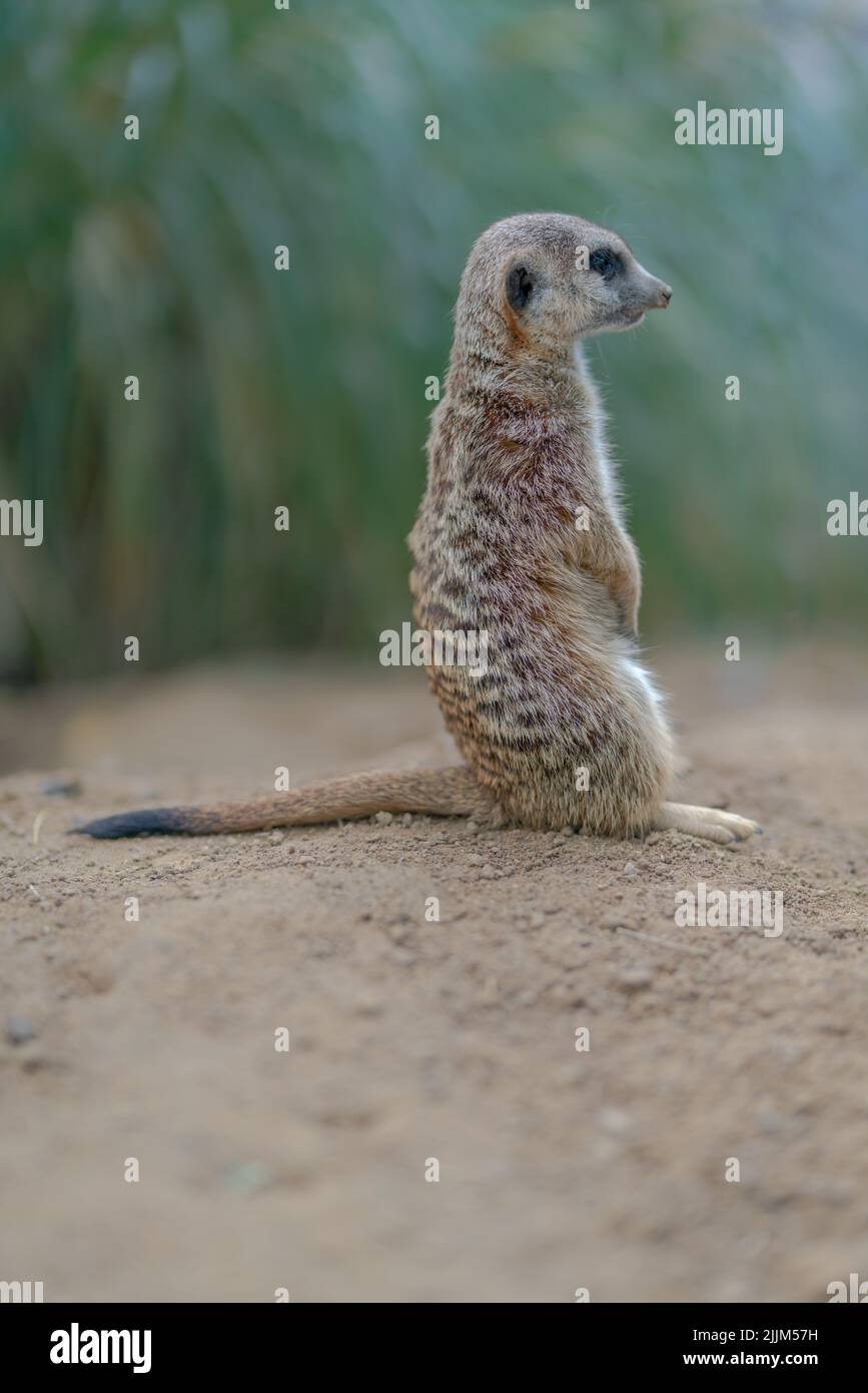 Une photo verticale d'un bébé meerkat dans le désert Banque D'Images
