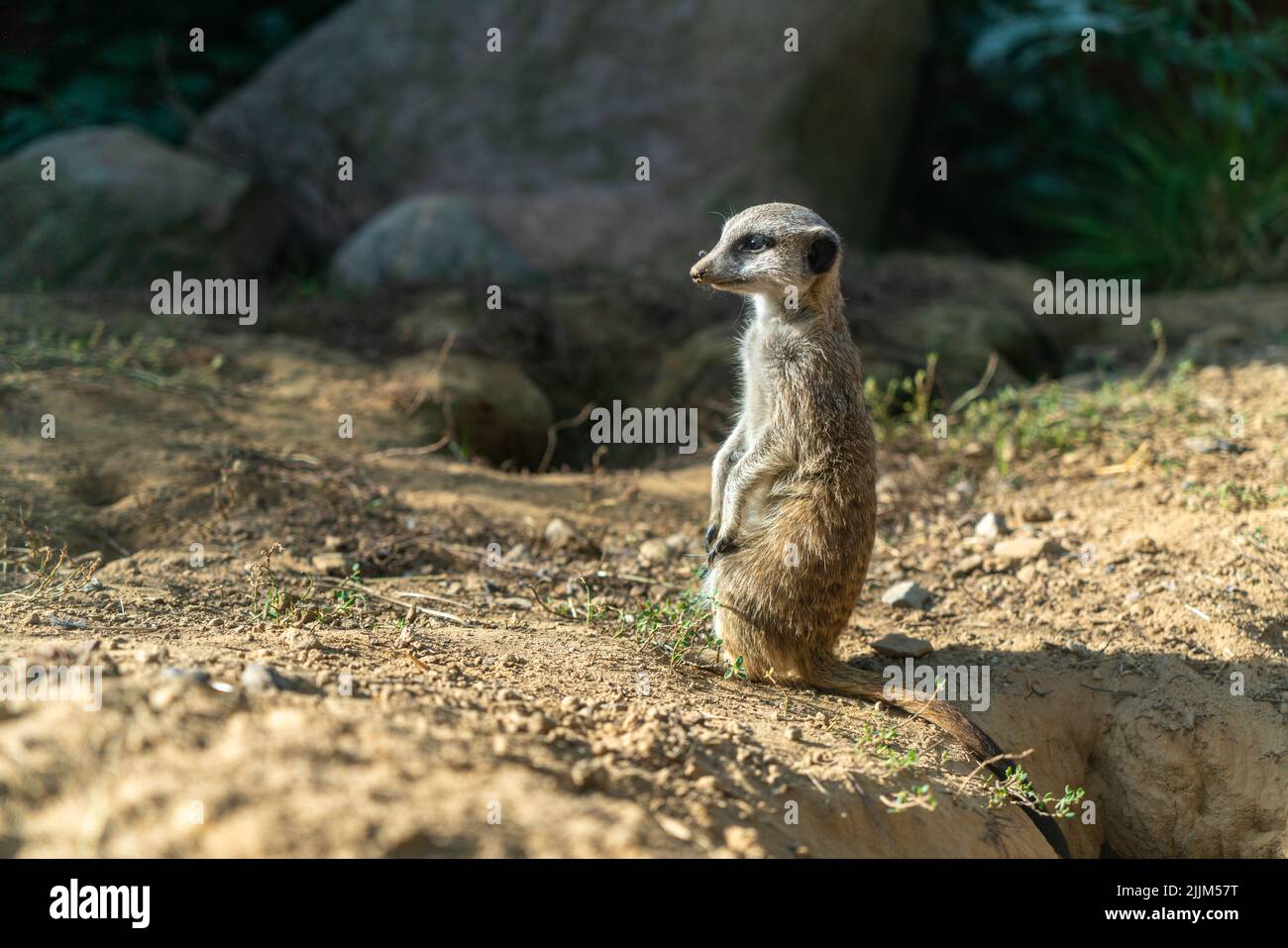 Un bébé meerkat dans le désert Banque D'Images