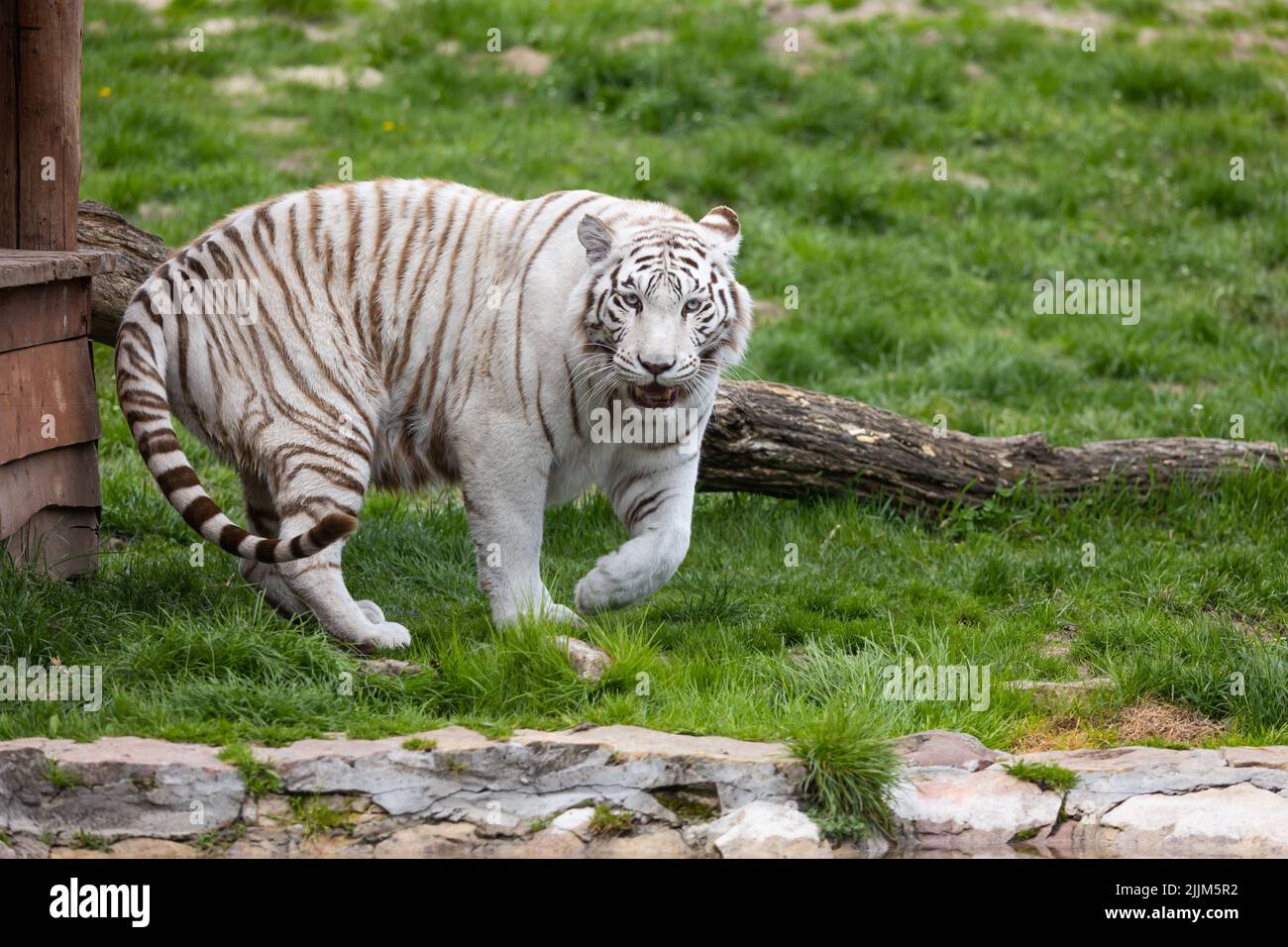 Un tigre du Bengale albino blanc qui descend sur la piste du zoo. Animaux menacés d'extinction. Photo prise en lumière naturelle et douce. Banque D'Images