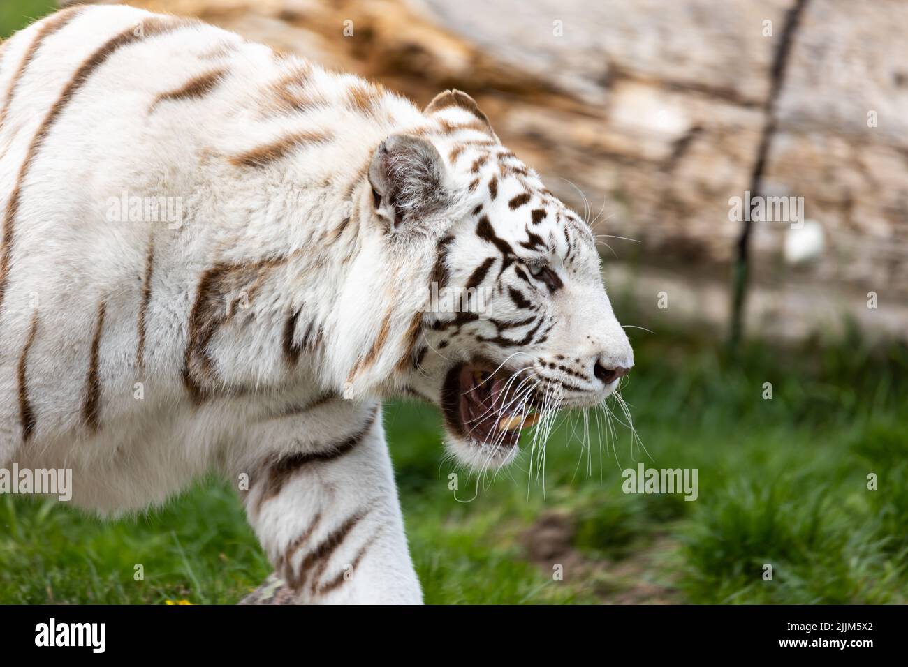Un tigre du Bengale albino blanc qui descend sur la piste du zoo. Animaux menacés d'extinction. Photo prise en lumière naturelle et douce. Banque D'Images