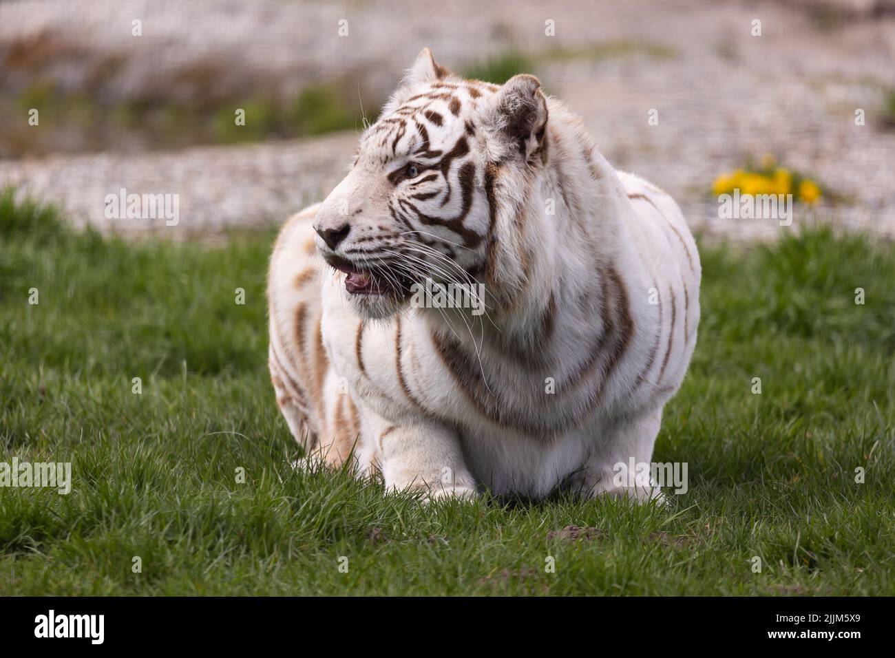 Un tigre du Bengale albino blanc qui repose au zoo paddock. Animaux menacés d'extinction. Photo prise en lumière naturelle et douce. Banque D'Images