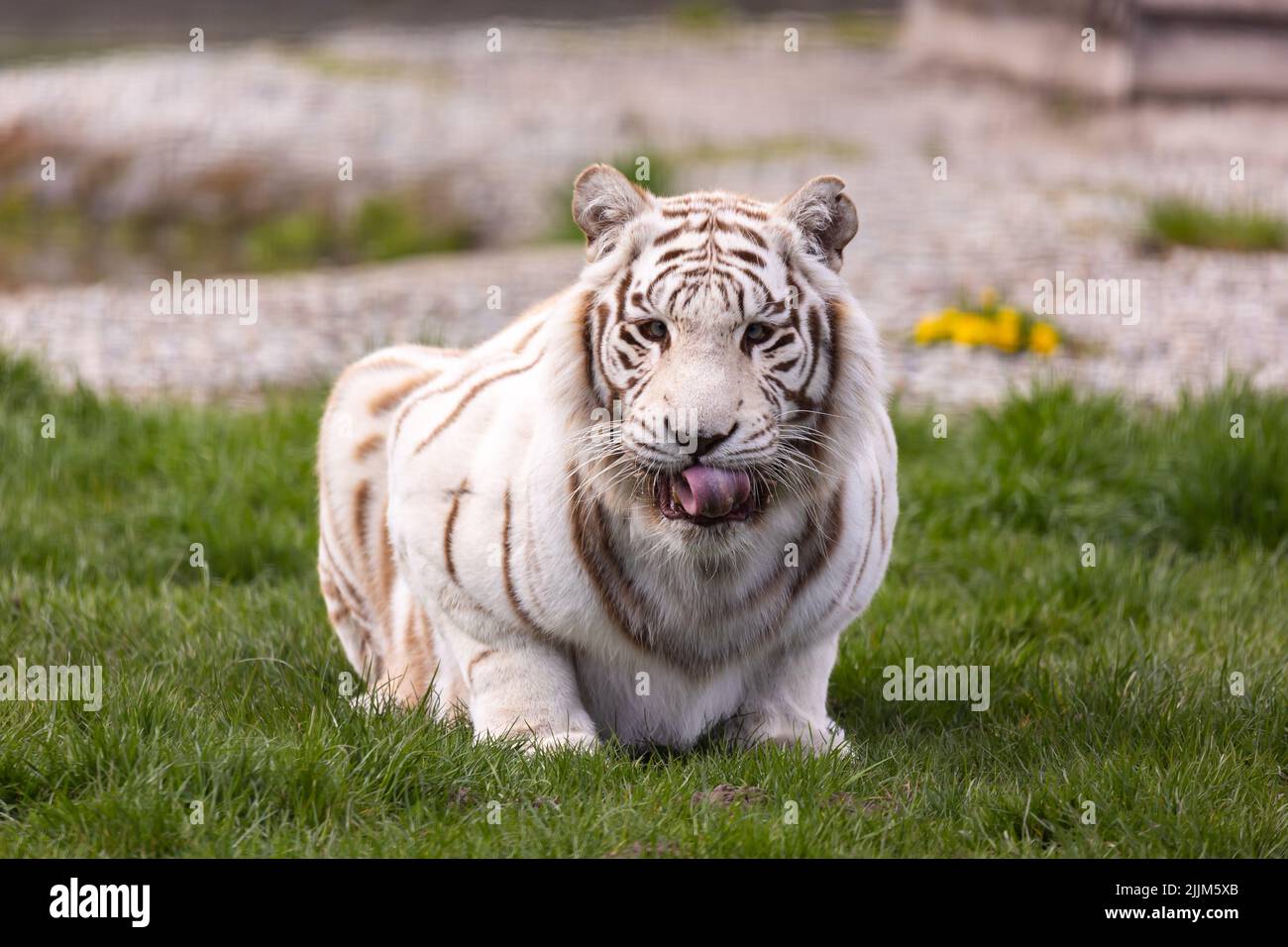 Un tigre du Bengale albino blanc qui repose au zoo paddock. Animaux menacés d'extinction. Photo prise en lumière naturelle et douce. Banque D'Images