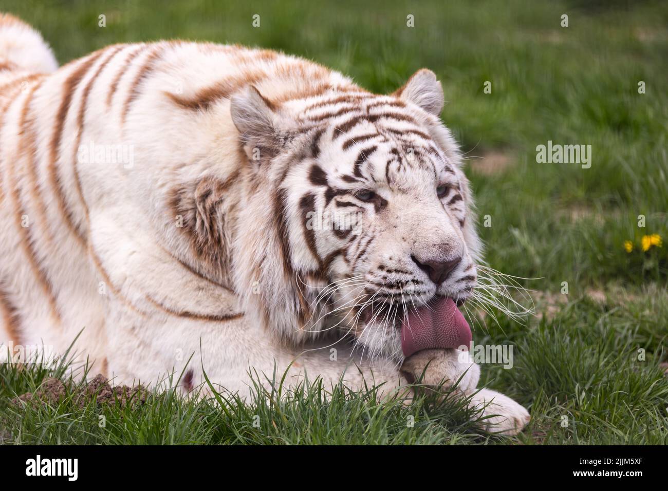 Un tigre du Bengale albino blanc qui repose au zoo paddock. Animaux menacés d'extinction. Photo prise en lumière naturelle et douce. Banque D'Images
