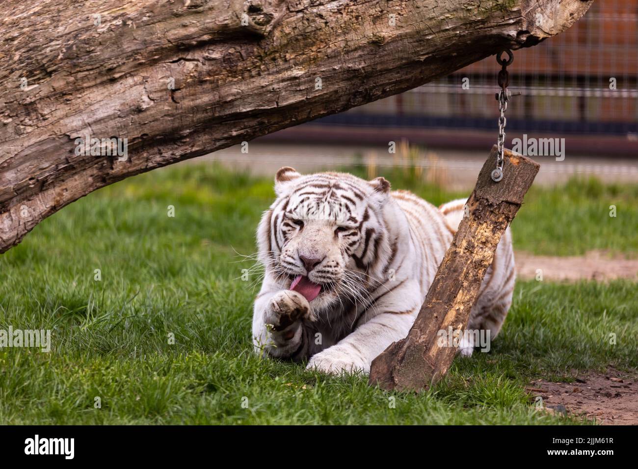 Un tigre du Bengale albino blanc qui repose au zoo paddock. Animaux menacés d'extinction. Photo prise en lumière naturelle et douce. Banque D'Images