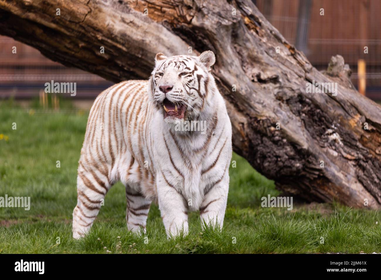 Un tigre du Bengale albino blanc qui descend sur la piste du zoo. Animaux menacés d'extinction. Photo prise en lumière naturelle et douce. Banque D'Images