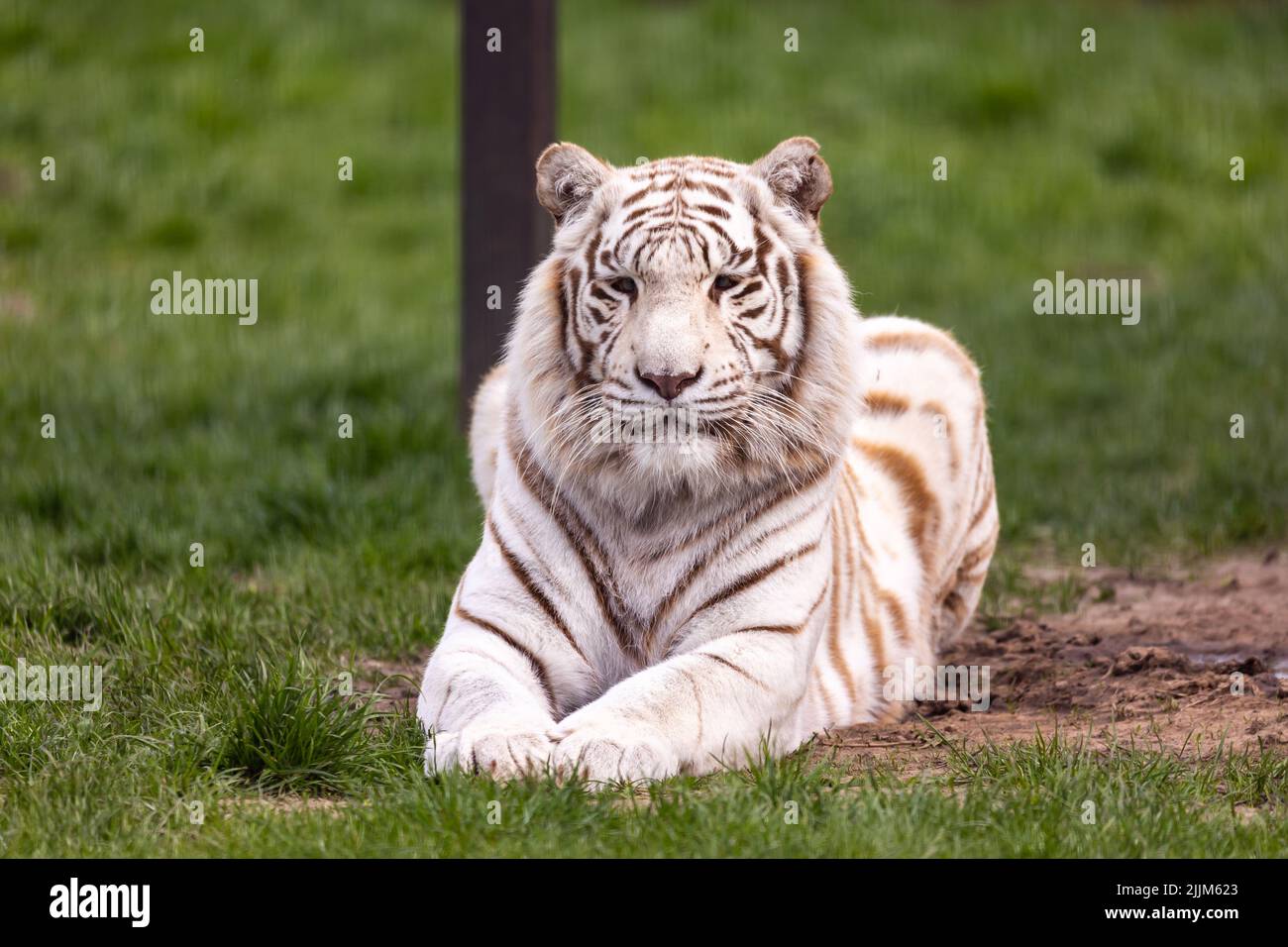 Un tigre du Bengale albino blanc qui repose au zoo paddock. Animaux menacés d'extinction. Photo prise en lumière naturelle et douce. Banque D'Images