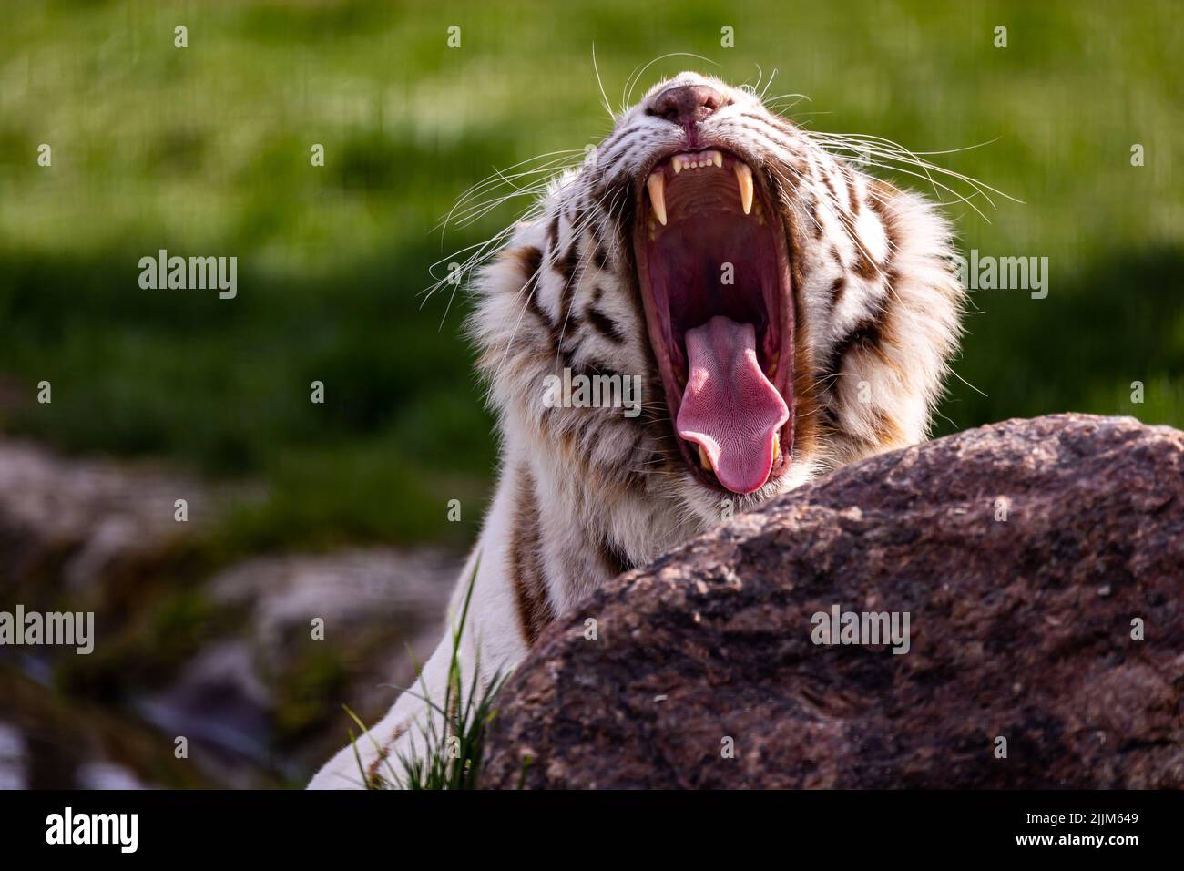 Un tigre du Bengale albino blanc tordant avec une large bouche ouverte. . Animaux menacés d'extinction. Photo prise en lumière naturelle et douce. Banque D'Images