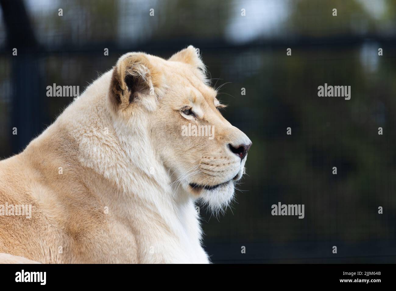 Un lion albinos blanc reposant sur le zoo paddock. Animaux menacés d'extinction. Photo prise en lumière naturelle et douce. Banque D'Images