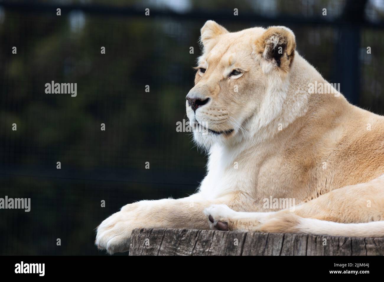 Un lion albinos blanc reposant sur le zoo paddock. Animaux menacés d'extinction. Photo prise en lumière naturelle et douce. Banque D'Images