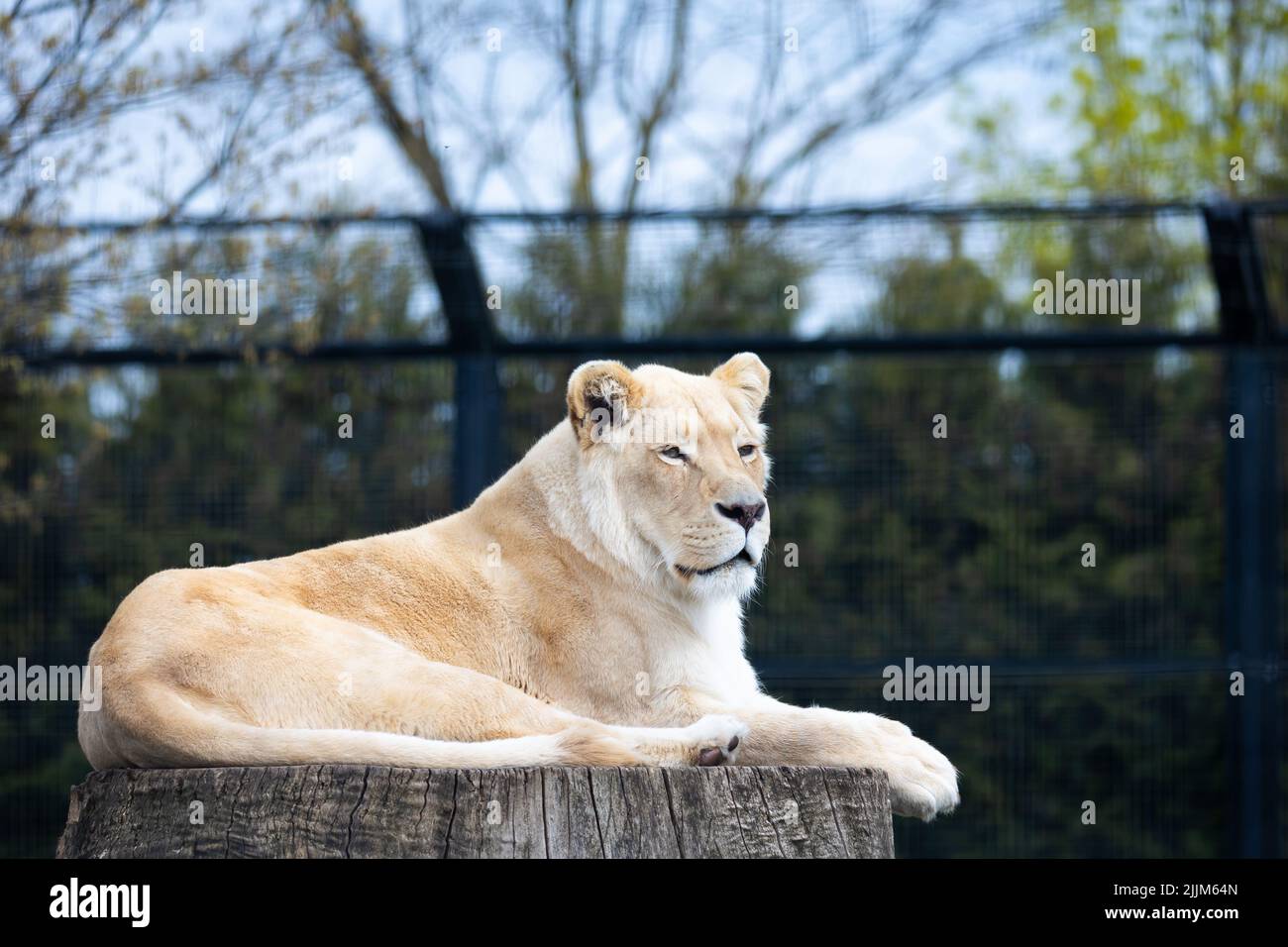 Un lion albinos blanc reposant sur le zoo paddock. Animaux menacés d'extinction. Photo prise en lumière naturelle et douce. Banque D'Images