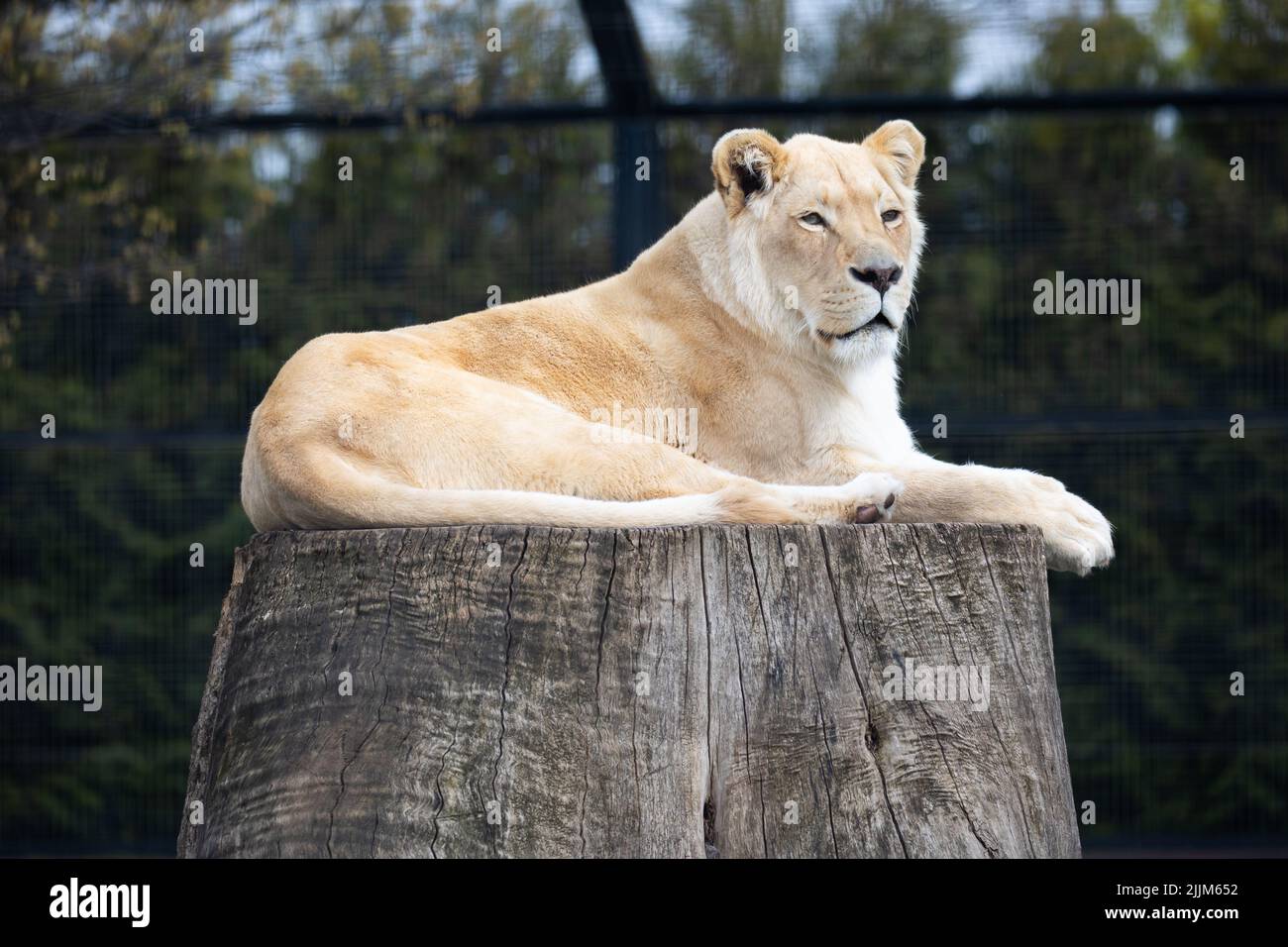 Un lion albinos blanc reposant sur le zoo paddock. Animaux menacés d'extinction. Photo prise en lumière naturelle et douce. Banque D'Images