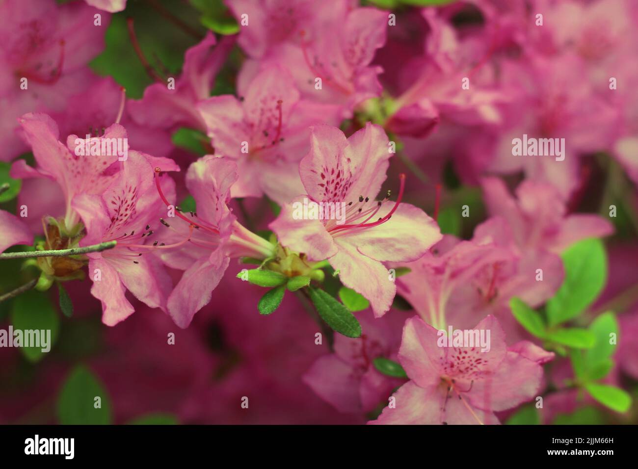 Belle saison azalea fleurs en pleine floraison croissant dans la prairie ensoleillée. Banque D'Images