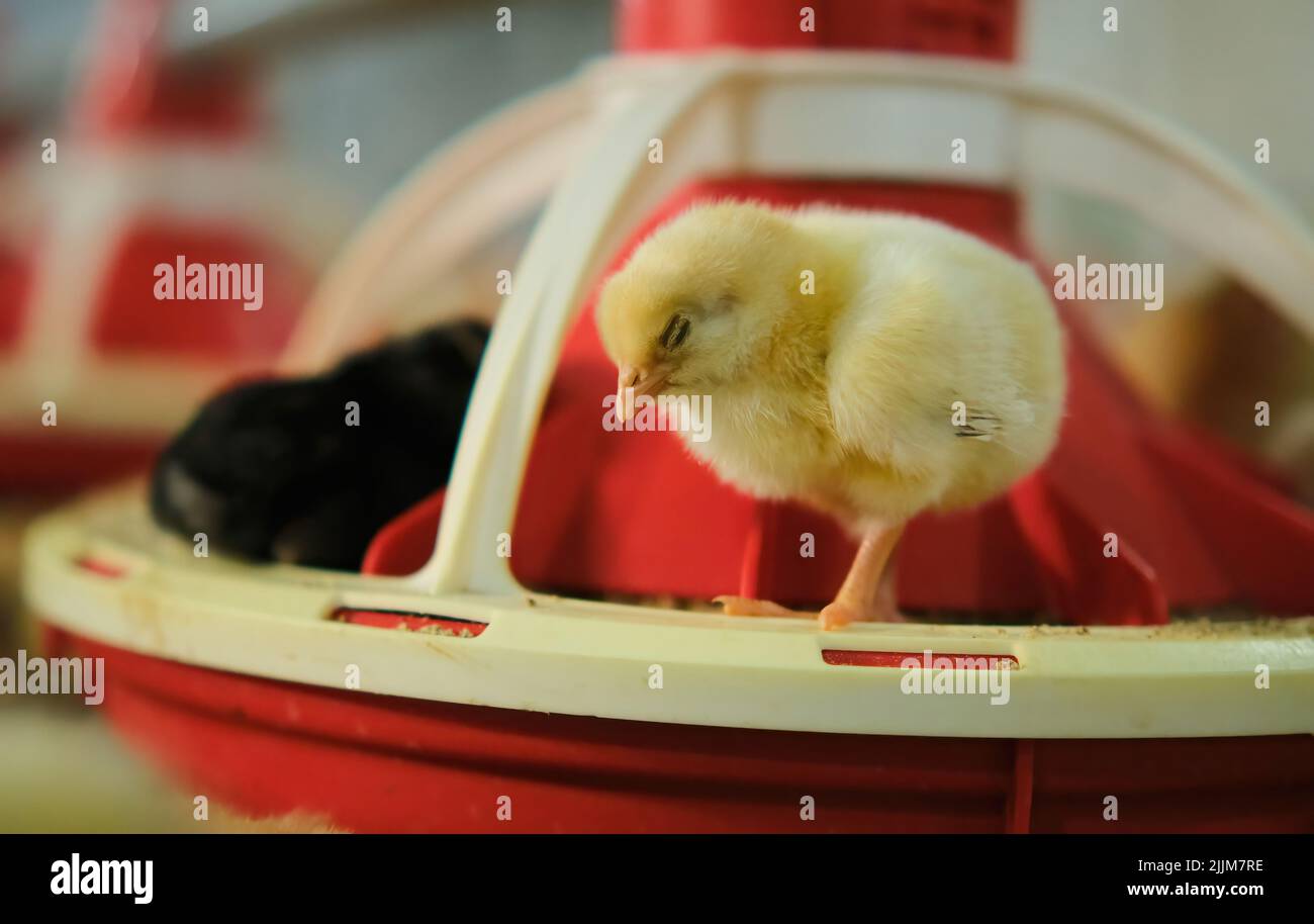 Nouveau-né bébé poulet dormant sur plateau d'alimentation dans une ferme de volaille industrielle Banque D'Images