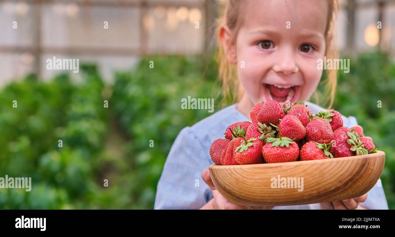 Émerveillement d'une jeune fille avant l'école avec des fraises fraîches cueillies bio de la ferme de baies l'été Banque D'Images