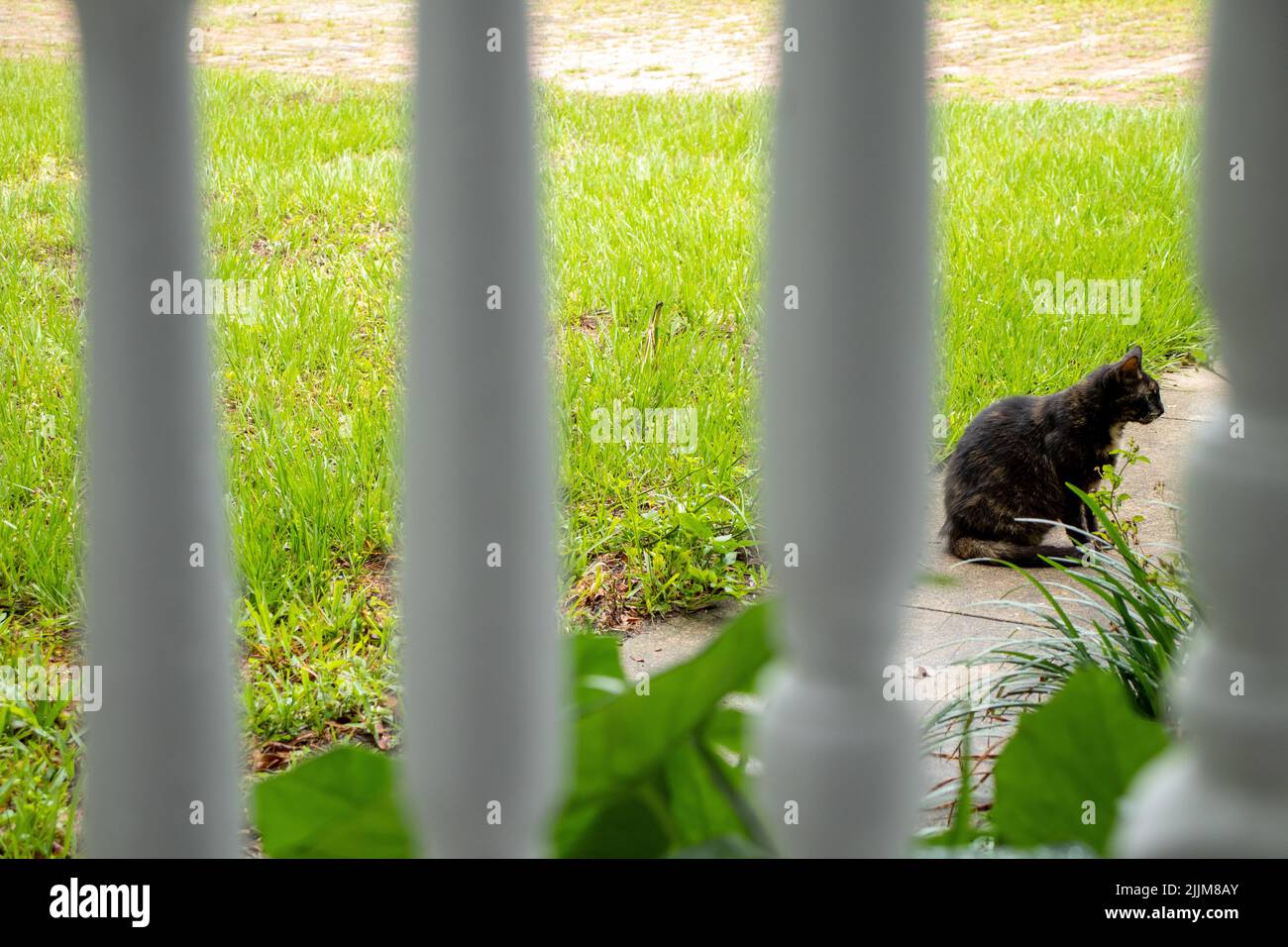 Une vue de chat noir assis dans le sol derrière des clôtures blanches Banque D'Images