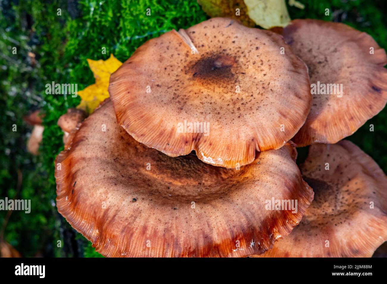 Un gros plan du champignon Armillaria ostoyae sur l'herbe verte Banque D'Images
