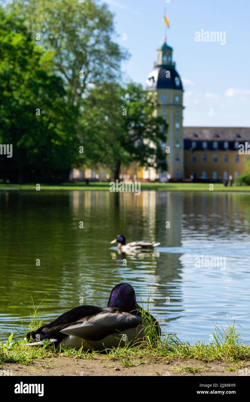 Un cliché vertical d'un canard assis près du lac avec le palais de Karlsruhe en arrière-plan Banque D'Images