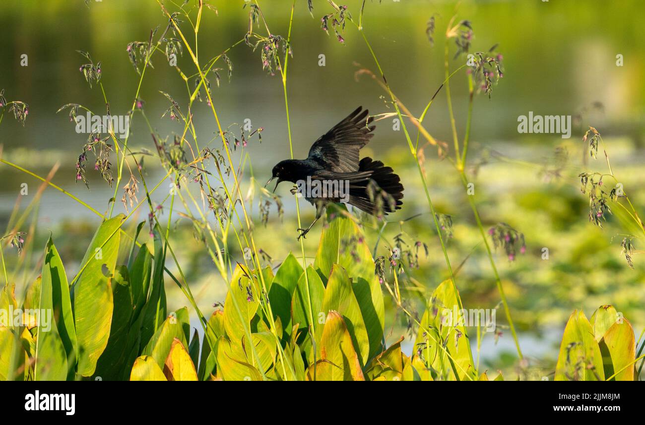 Un oiseau noir dans les champs de céleri, Sarasota Floride Banque D'Images