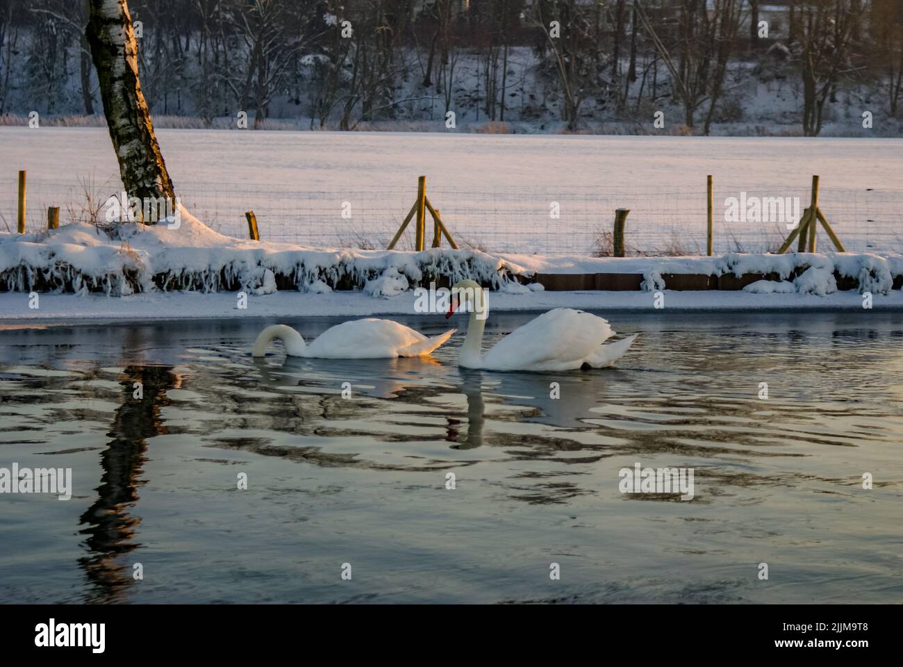 Une belle photo de cygnes blancs nageant dans la rivière par une froide journée d'hiver Banque D'Images