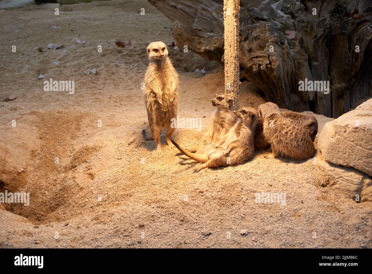 Un petit gang de meerkats sur le sol sablonneux Banque D'Images