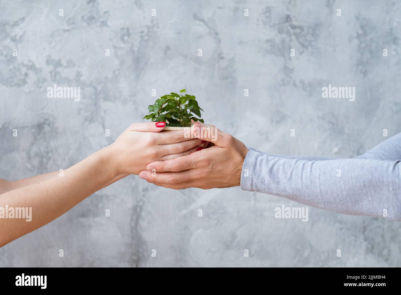 protection de l'environnement écologie les mains tiennent la plante Banque D'Images