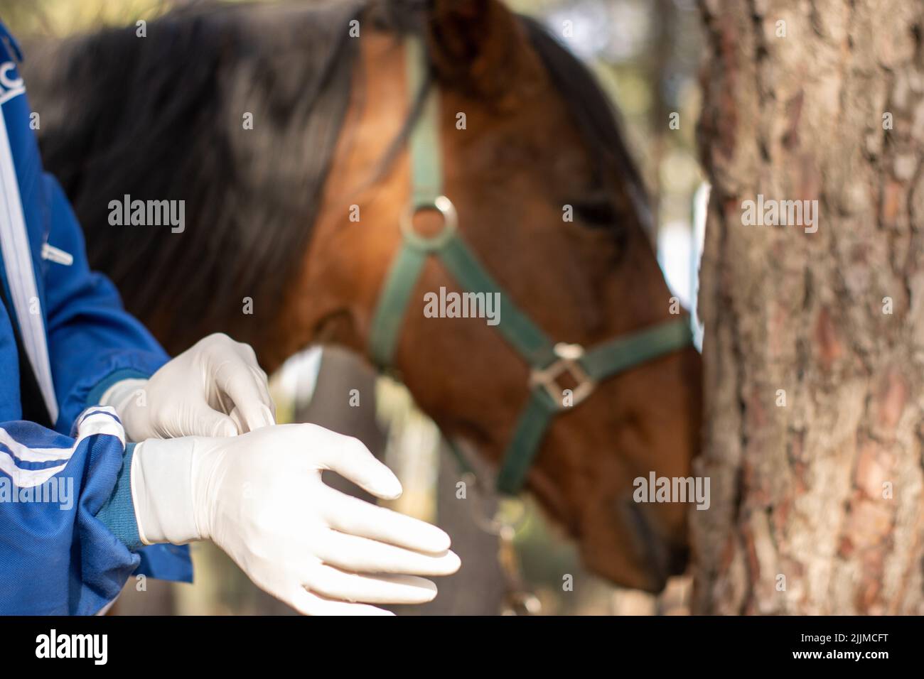 Un gros plan d'un vétérinaire mettant des gants pour vacciner et traiter le cheval Banque D'Images