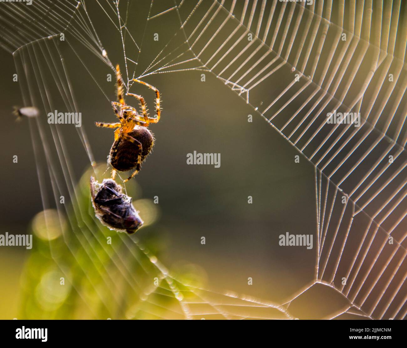 Un gros plan d'une araignée sur son nid avec un insecte Photo Stock Alamy — free download