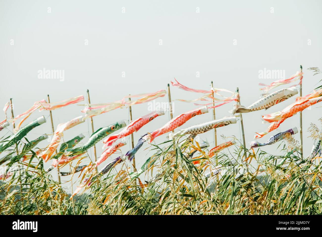 Vue naturelle sur les lanternes à vent de poissons dans un parc avec de hautes herbes en premier plan Banque D'Images