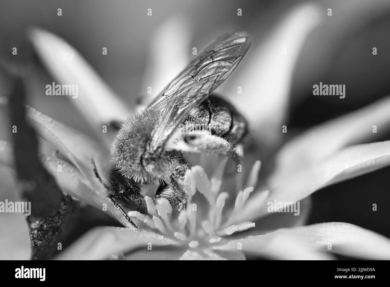 Abeille en noir et blanc collectant le nectar sur une fleur jaune. Insectes de la nature. Des abeilles, nous récoltons le miel. Photo d'animal de la nature Banque D'Images