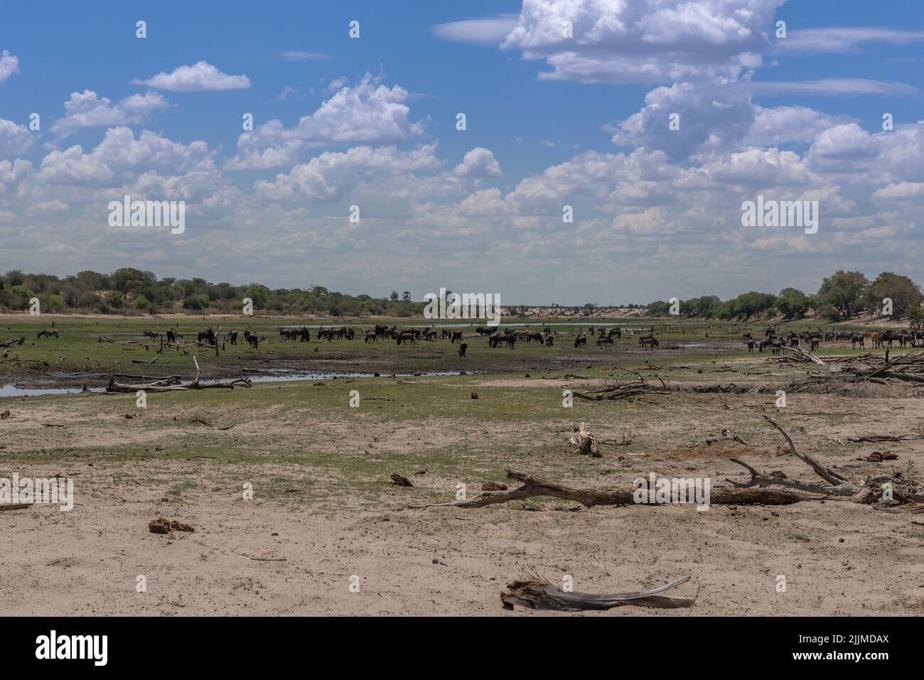 La rivière Boteti à marée basse en été, Botswana Banque D'Images