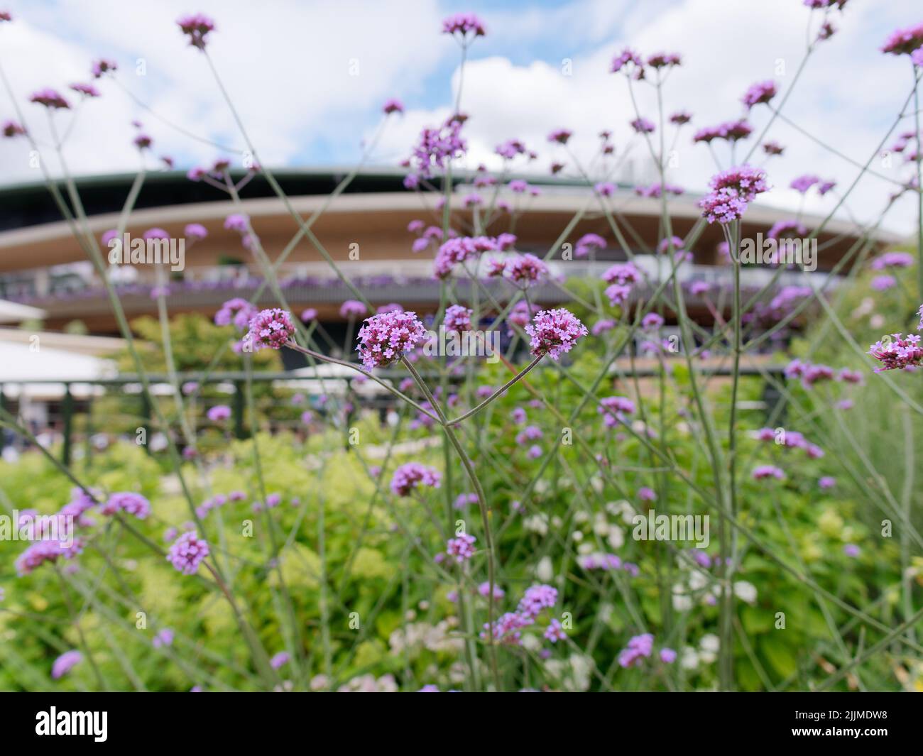 Wimbledon, Grand Londres, Angleterre, 02 juillet 2022: Championnat de tennis de Wimbledon. Gros plan de fleurs à l'extérieur de l'un des courts de tennis. Banque D'Images