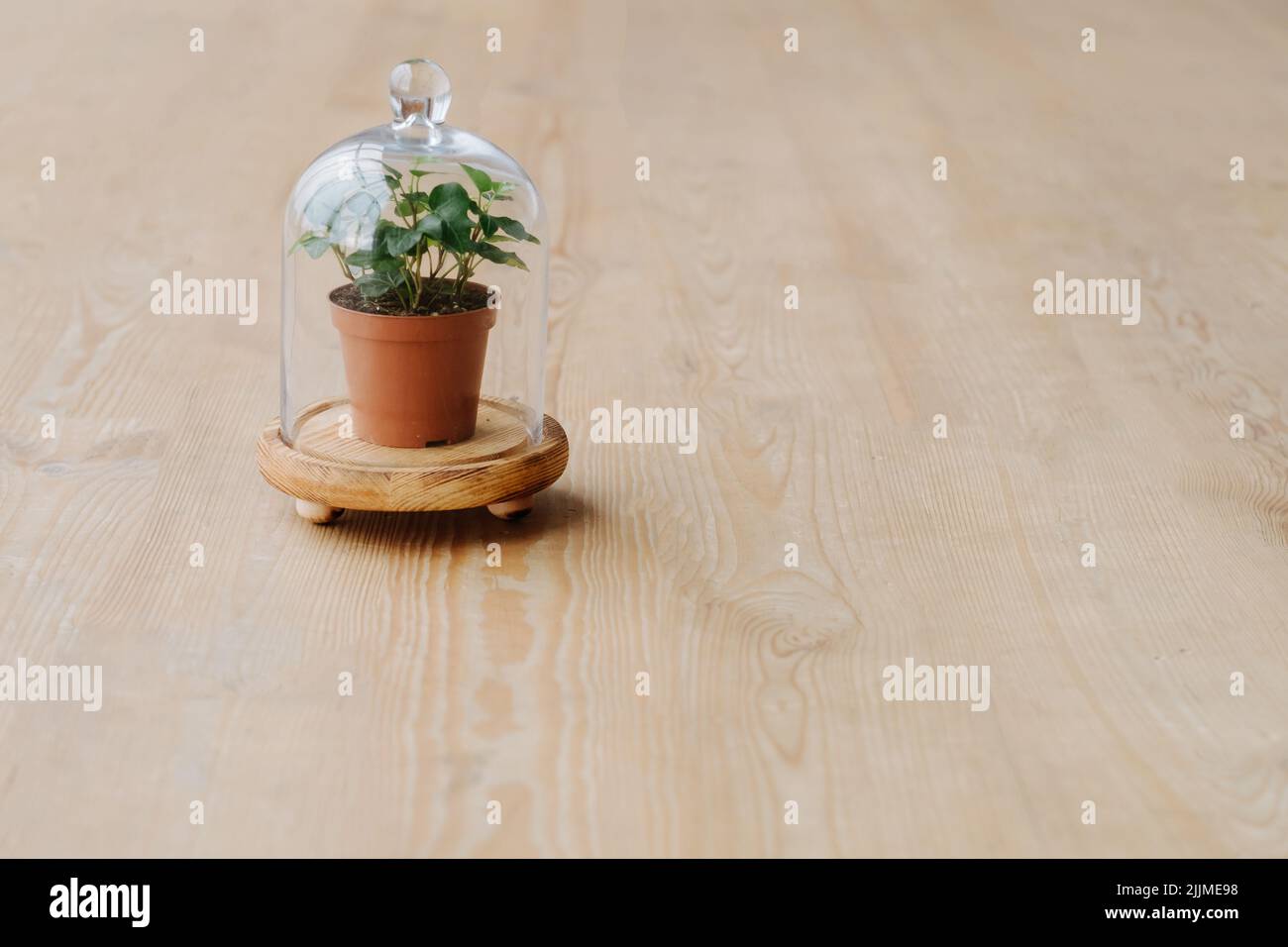 soin des plantes nature protection maison verre dôme Banque D'Images