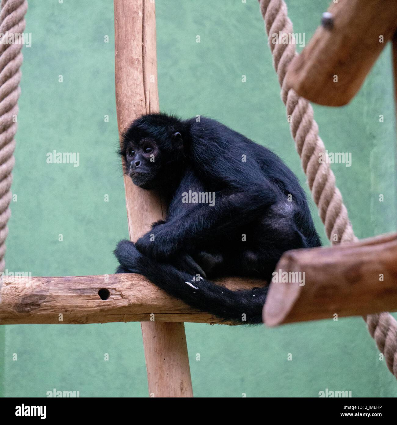Un gros plan d'un bébé singe noir dans le zoo de Rotterdam, pays-Bas Banque D'Images