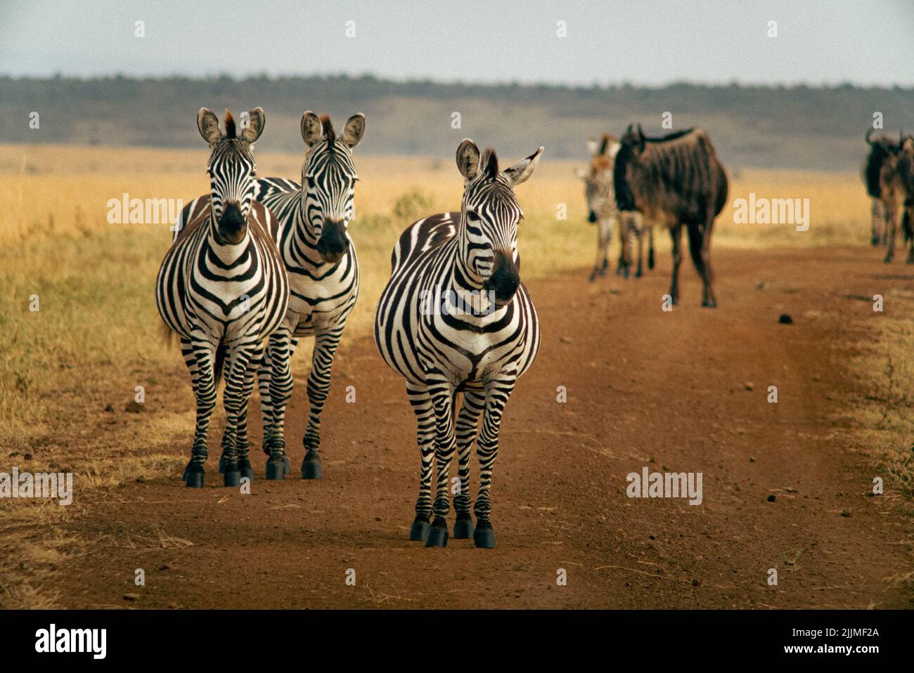 Un petit foyer de groupe d'animaux Zebra marchant dans les terres agricoles contre un ciel bleu Banque D'Images