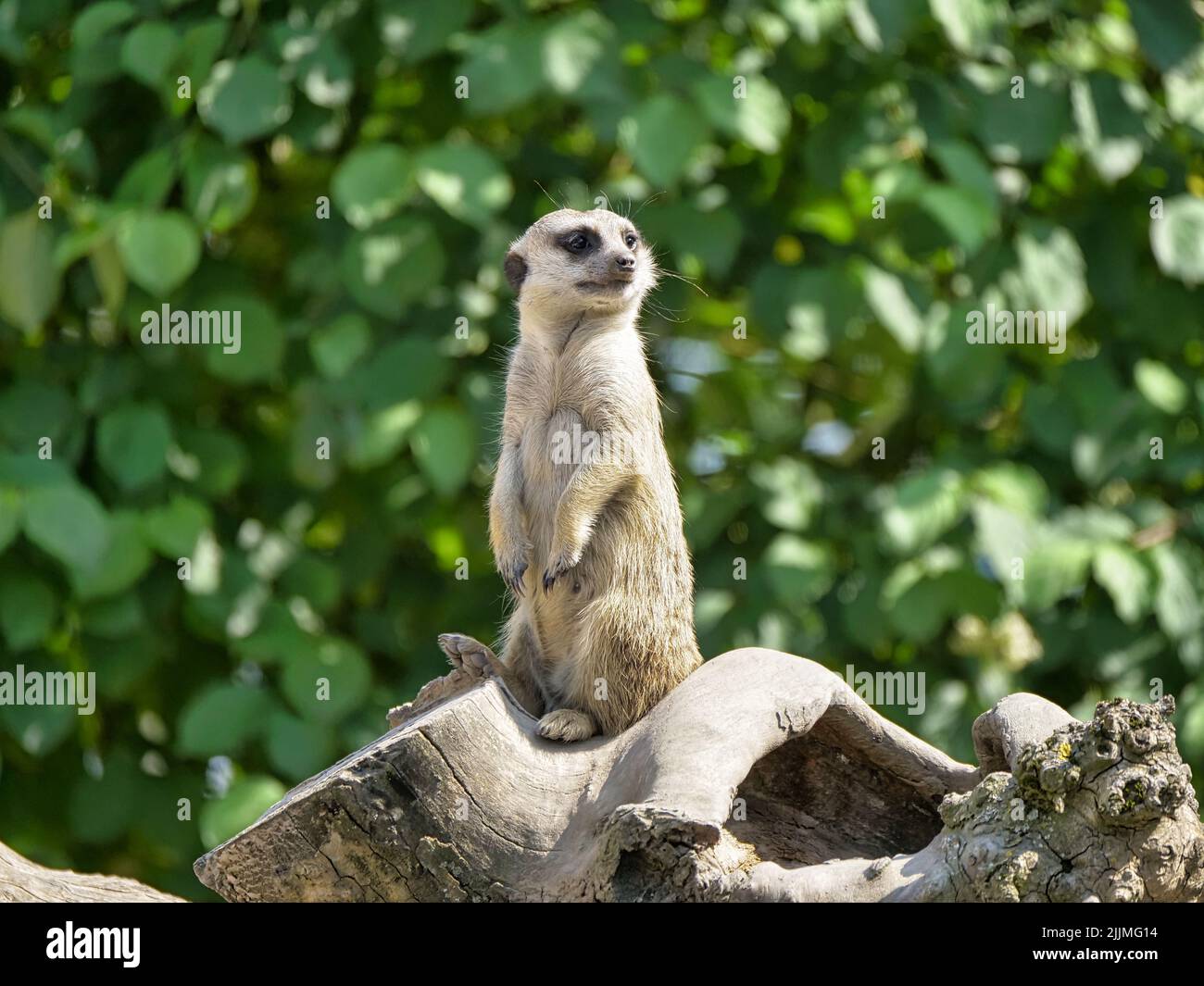 Un meerkat solitaire regardant avec attention quelque chose dans la nature Banque D'Images