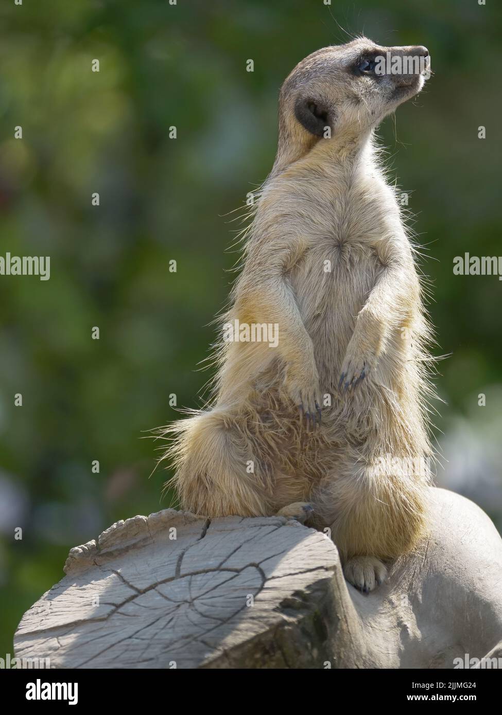 Un meerkat solitaire regardant avec attention quelque chose dans la nature Banque D'Images