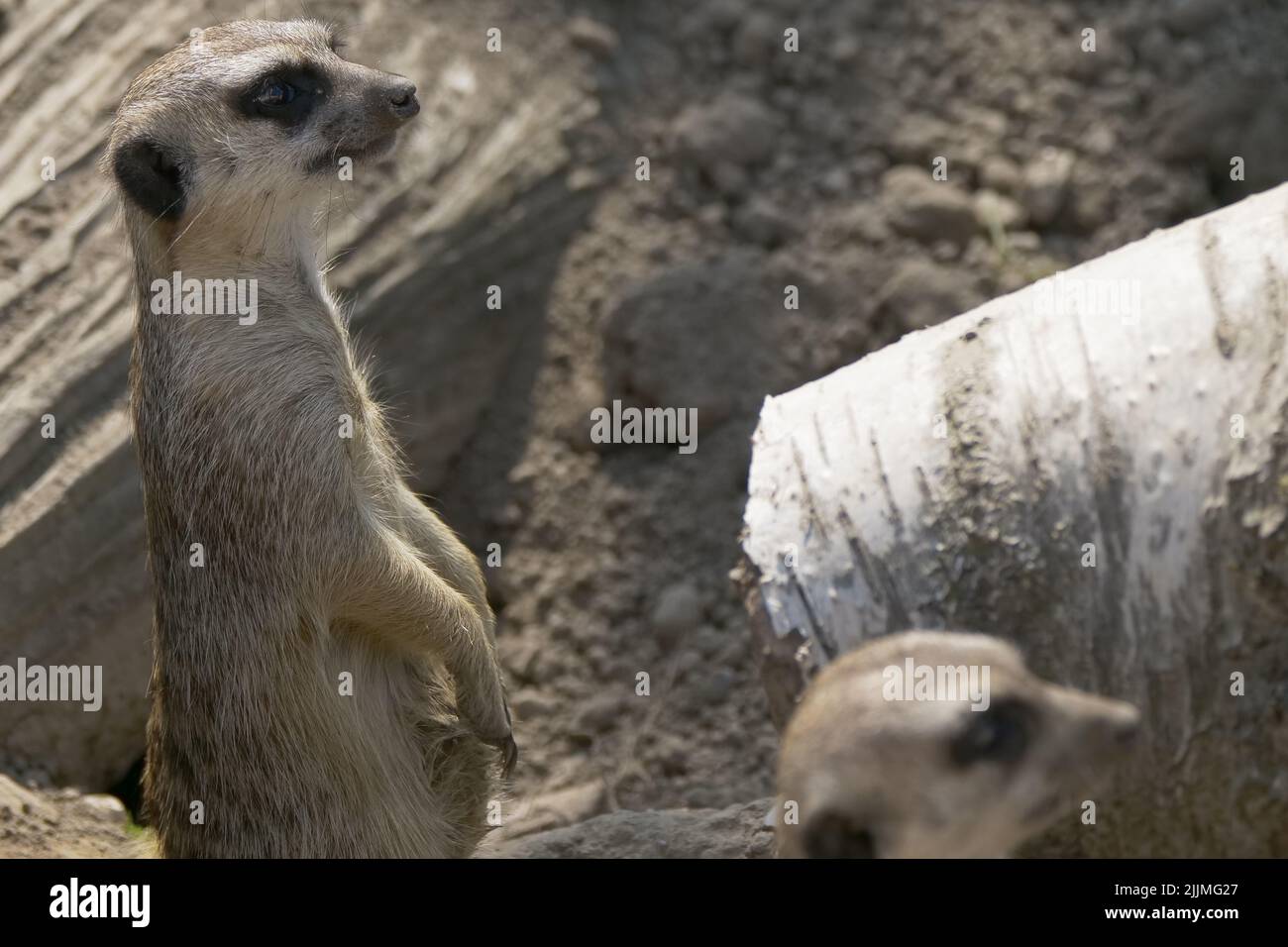 Un mignon et furieux meerkat isolé sur un fond flou Banque D'Images