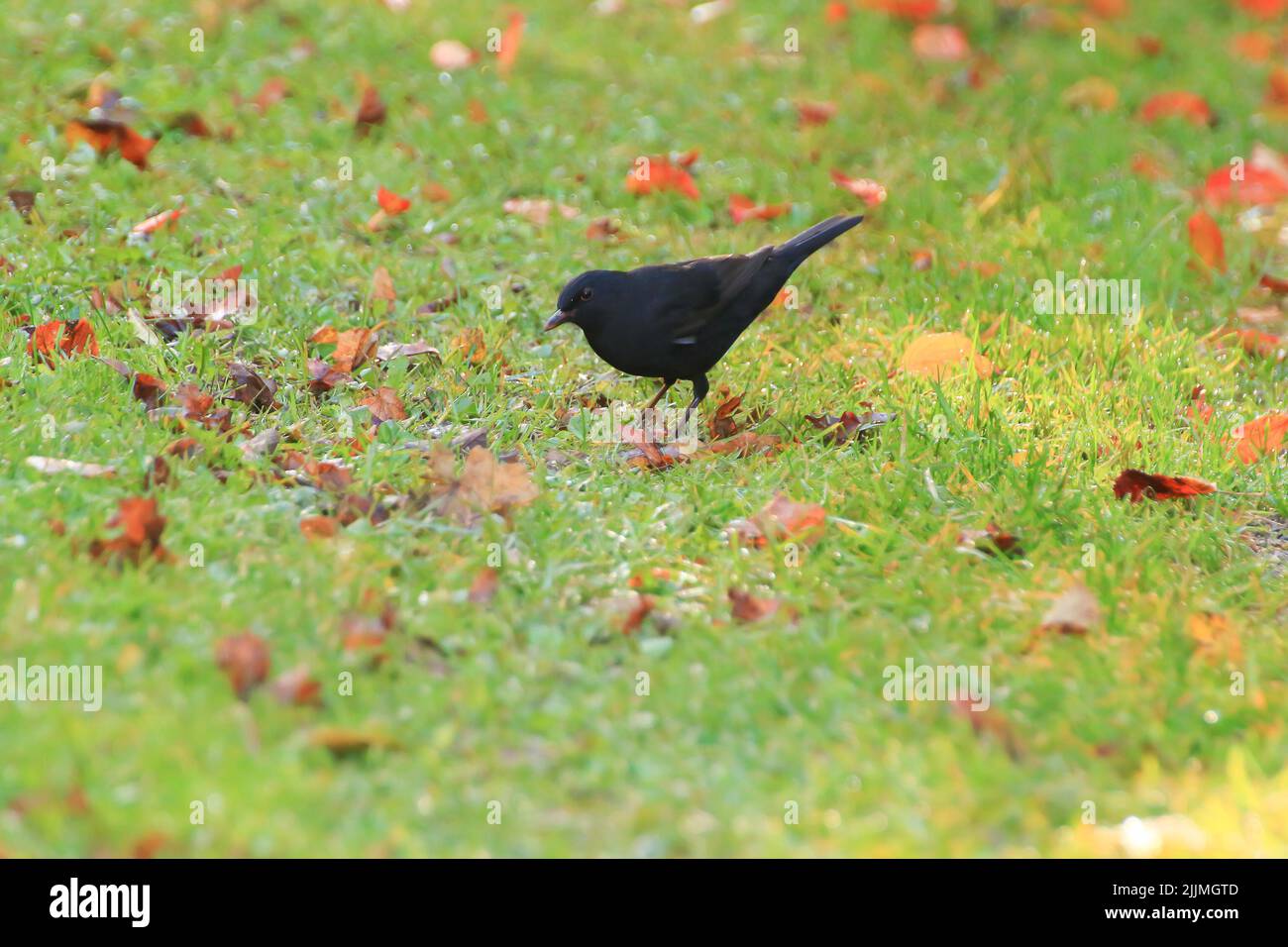 Un cliché d'un oiseau noir commun (Turdus merula) Banque D'Images