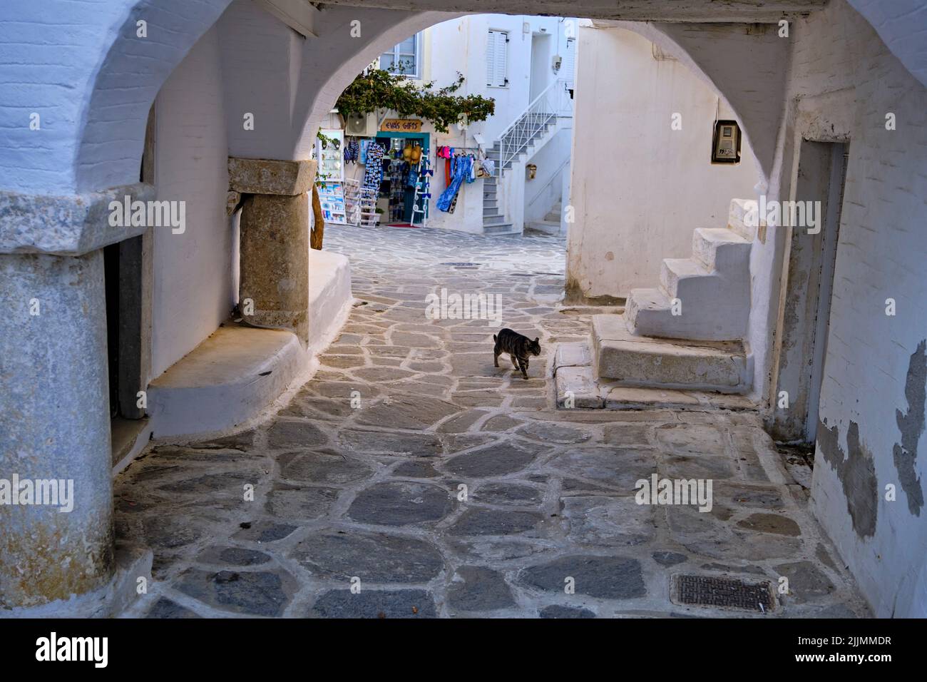Grèce, Cyclades, île de Paros, Parikia (Hora), chat dans les ruelles Banque D'Images
