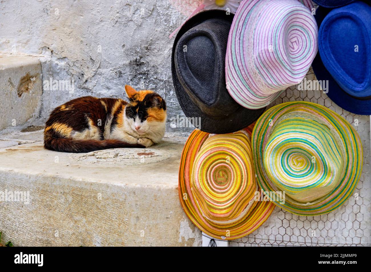 Grèce, Cyclades, île de Paros, Parikia (Hora), chat dans les ruelles Banque D'Images