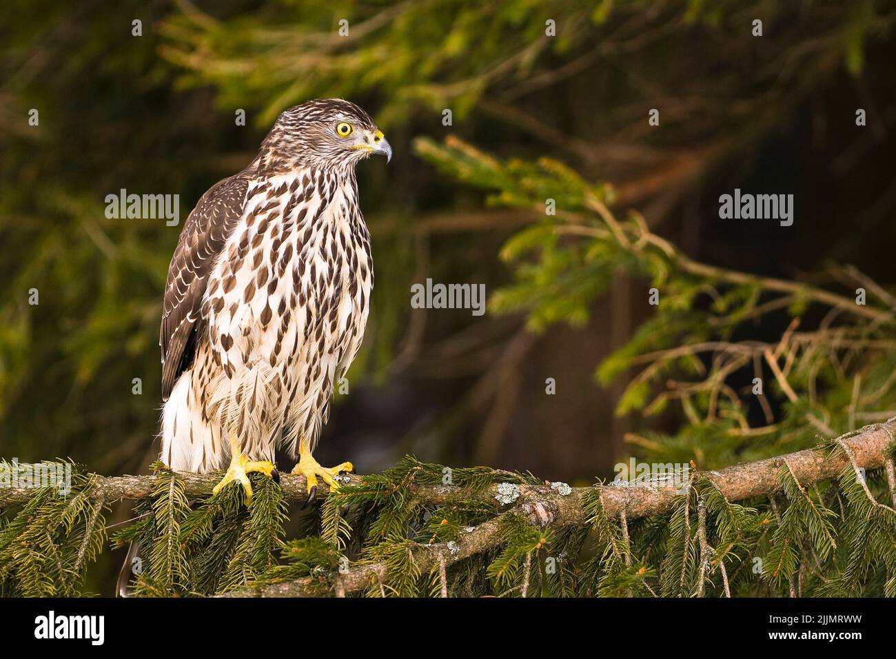 Un foshawk debout sur une branche d'arbre avec un arrière-plan flou Banque D'Images
