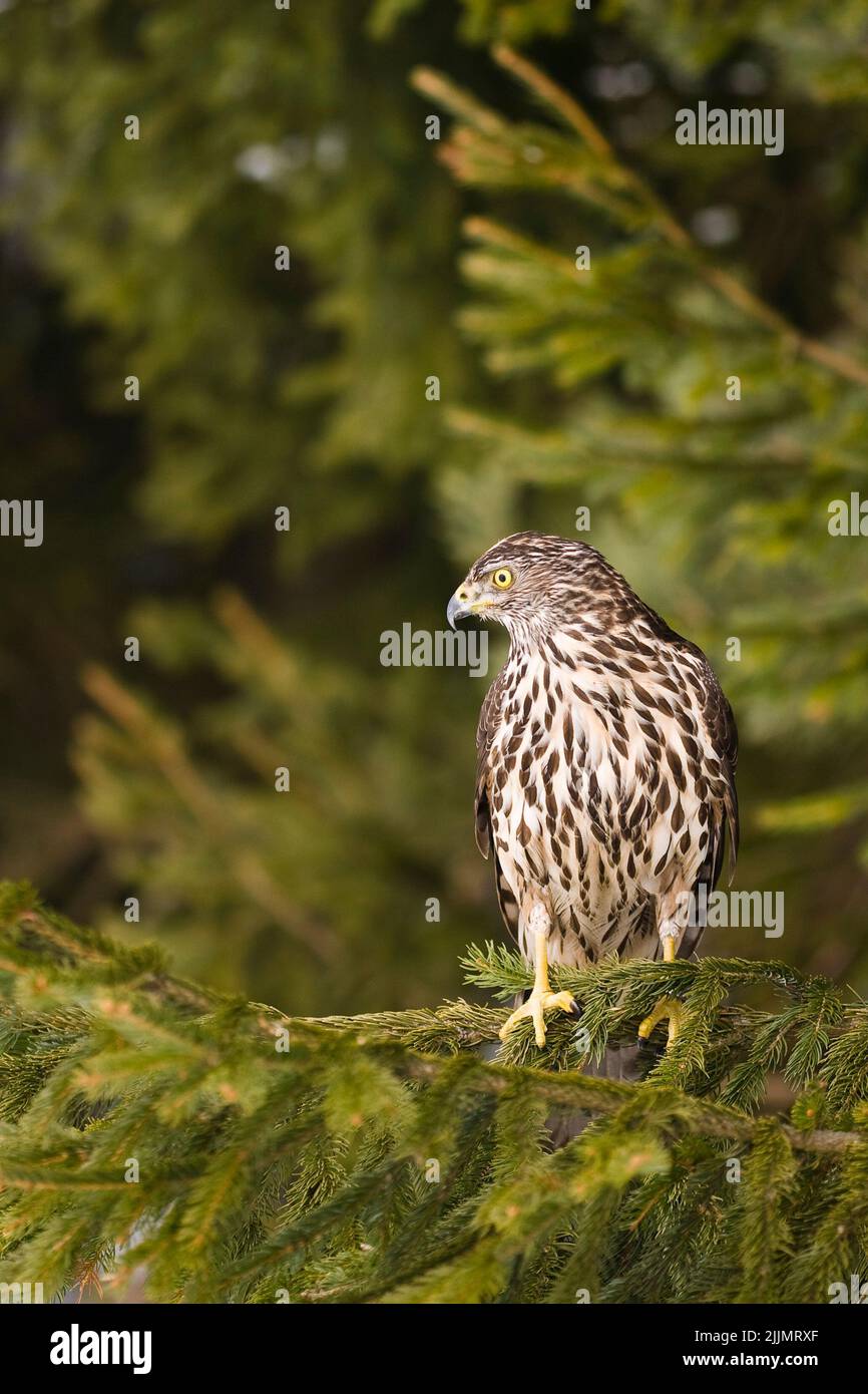 Plan vertical d'un rafon debout sur une branche d'arbre avec un arrière-plan flou Banque D'Images