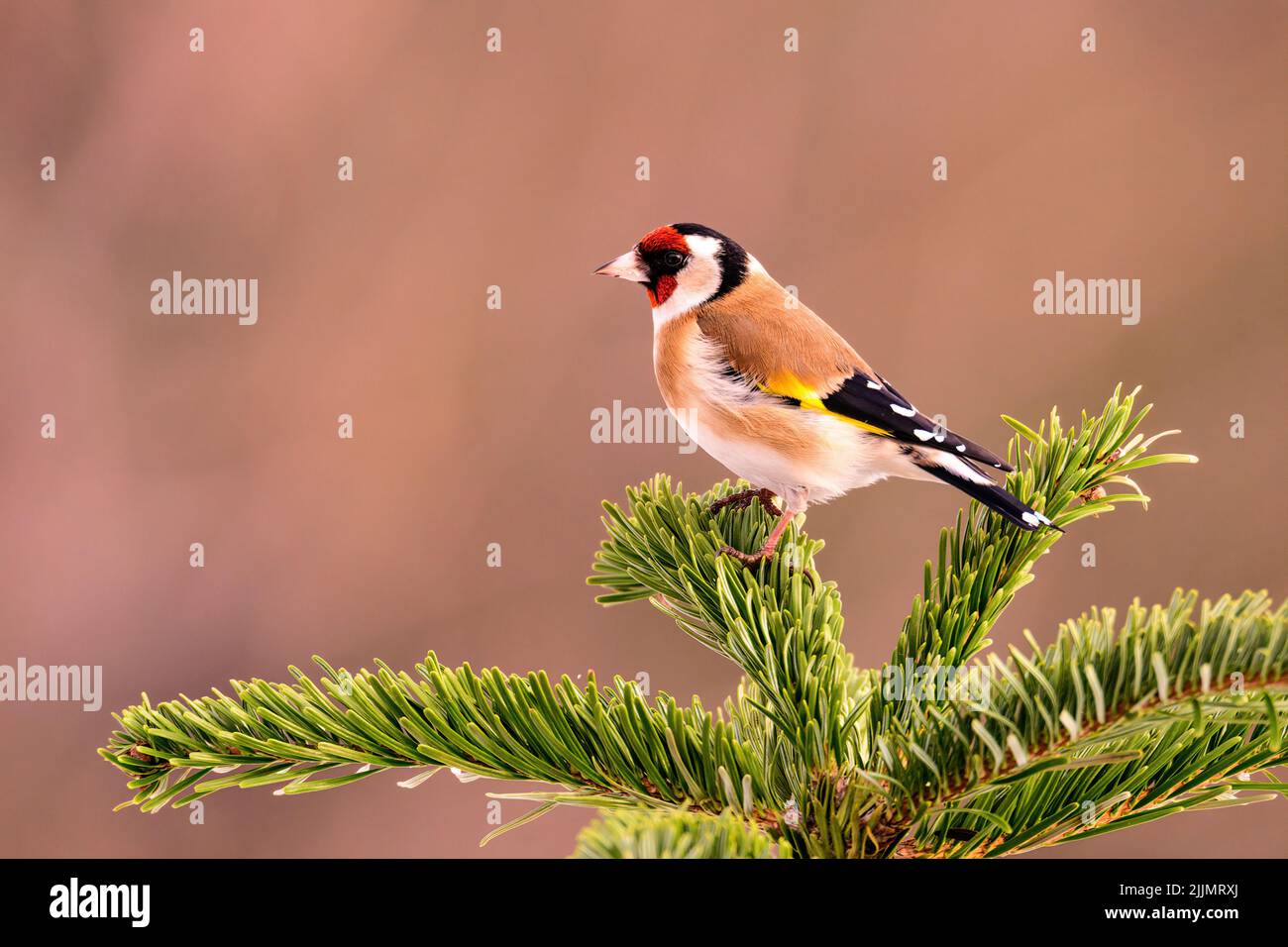 Un petit foyer peu profond d'un joli petit oiseau de couleur rouge européen assis sur des feuilles de conifères Banque D'Images