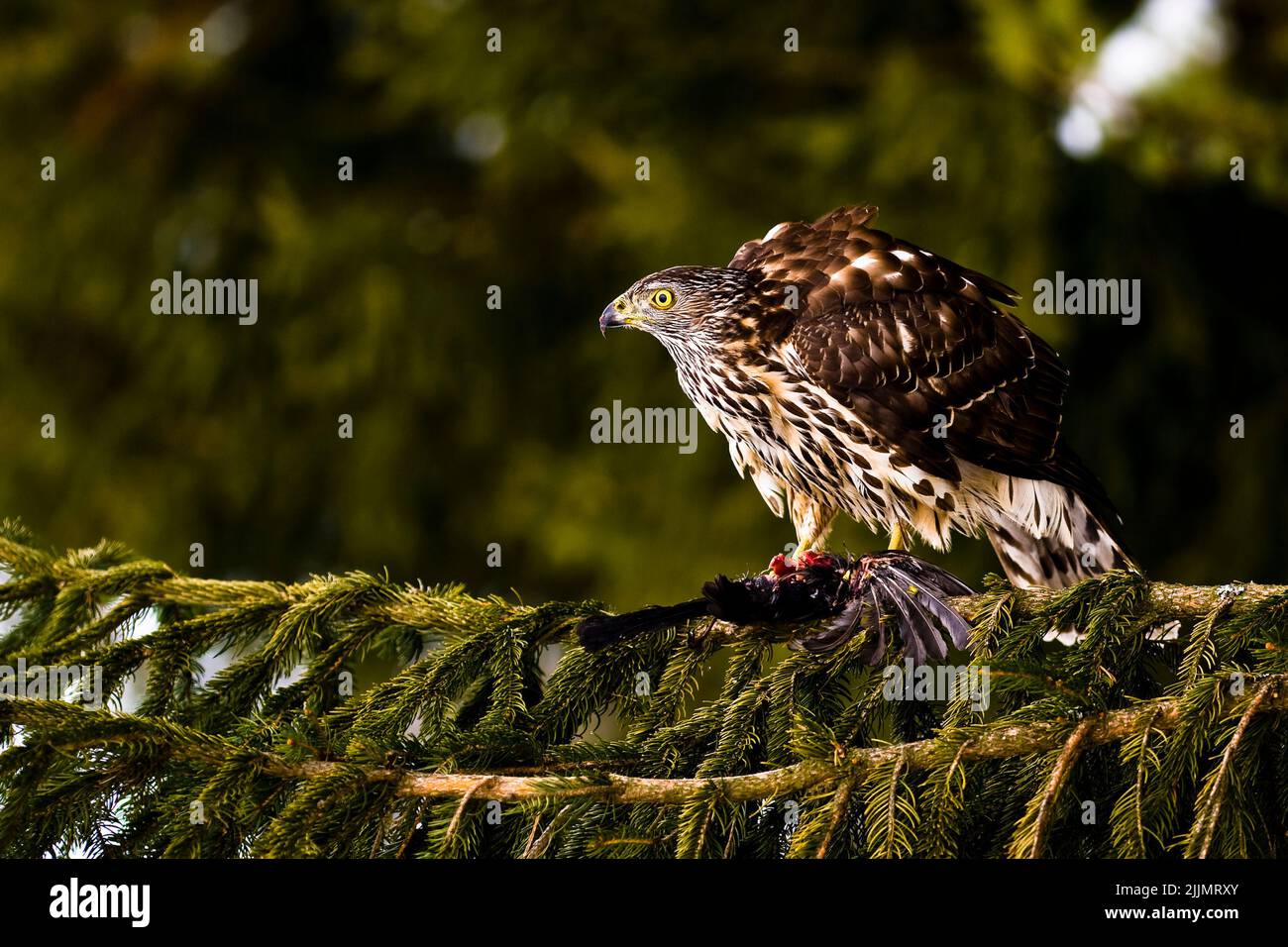 Un foshawk debout sur sa proie sur une branche d'arbre avec un arrière-plan flou Banque D'Images
