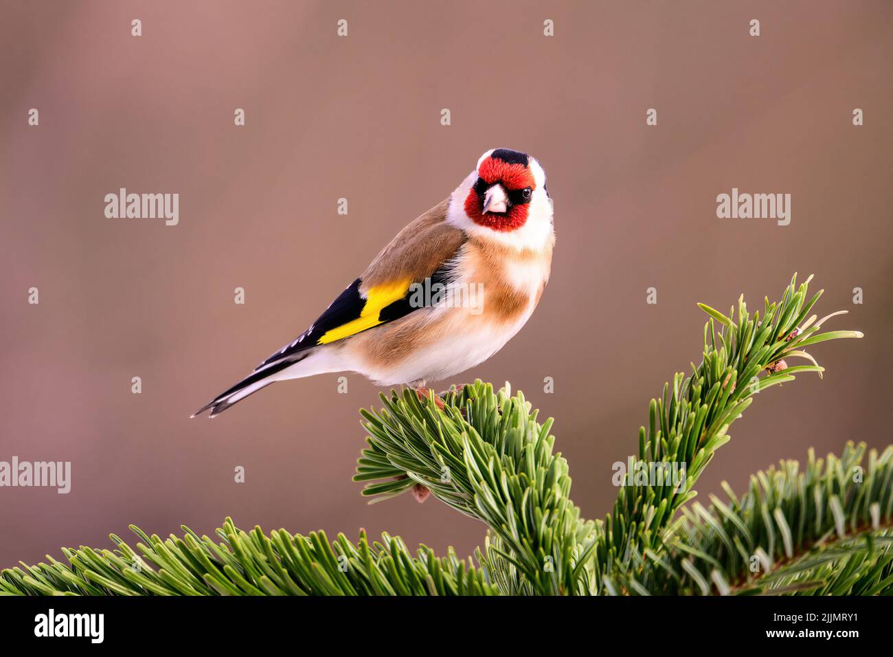 Une photo de mise au point peu profonde d'un égorftier européen se trouve sur le sommet d'un arbre à feuilles persistantes, par temps ensoleillé, avec un arrière-plan flou Banque D'Images