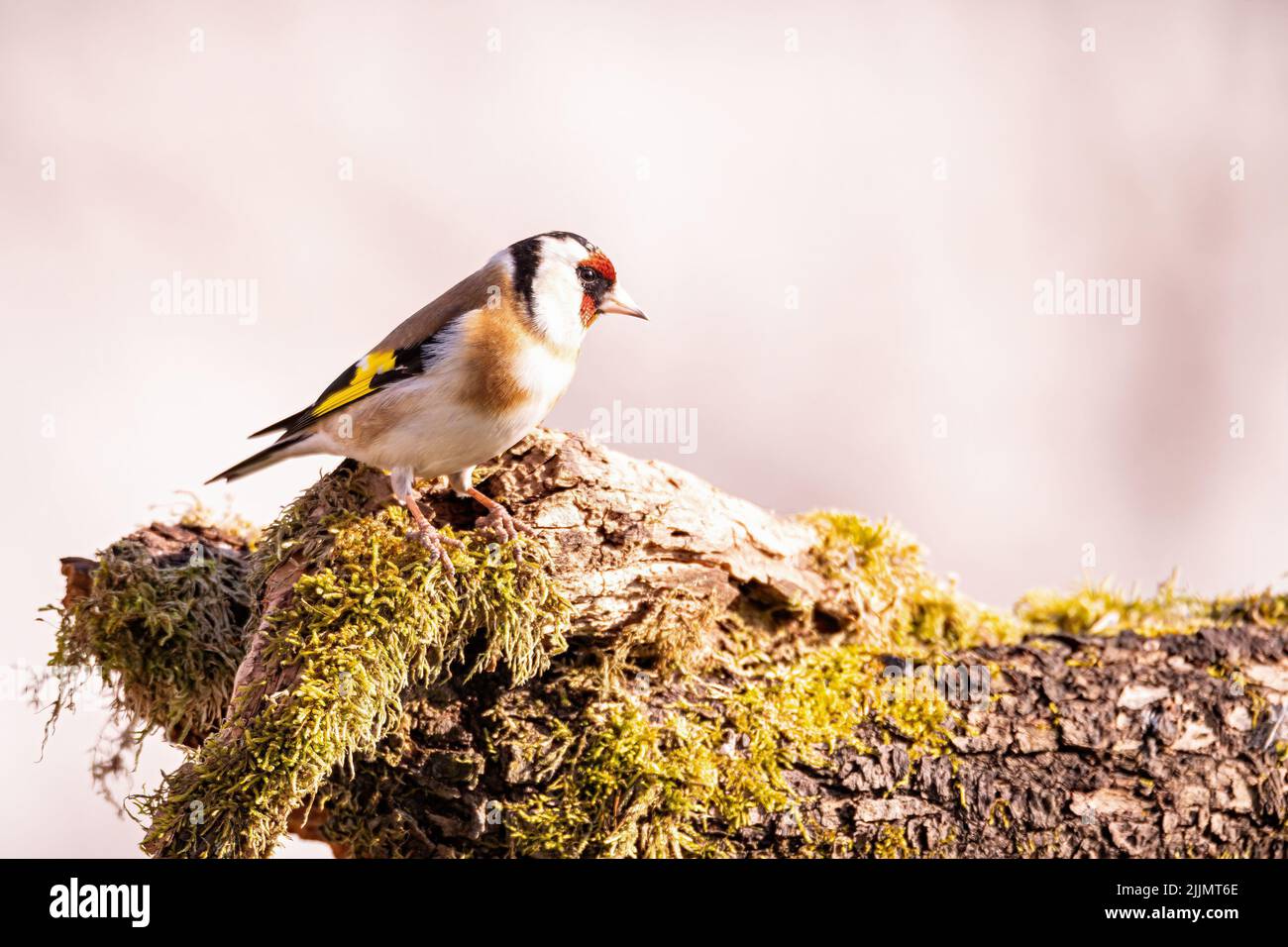 Un cliché de mise au point peu profonde d'un européen Goldfinch se trouve sur une ancienne branche pourrie, en plein soleil avec un arrière-plan flou Banque D'Images