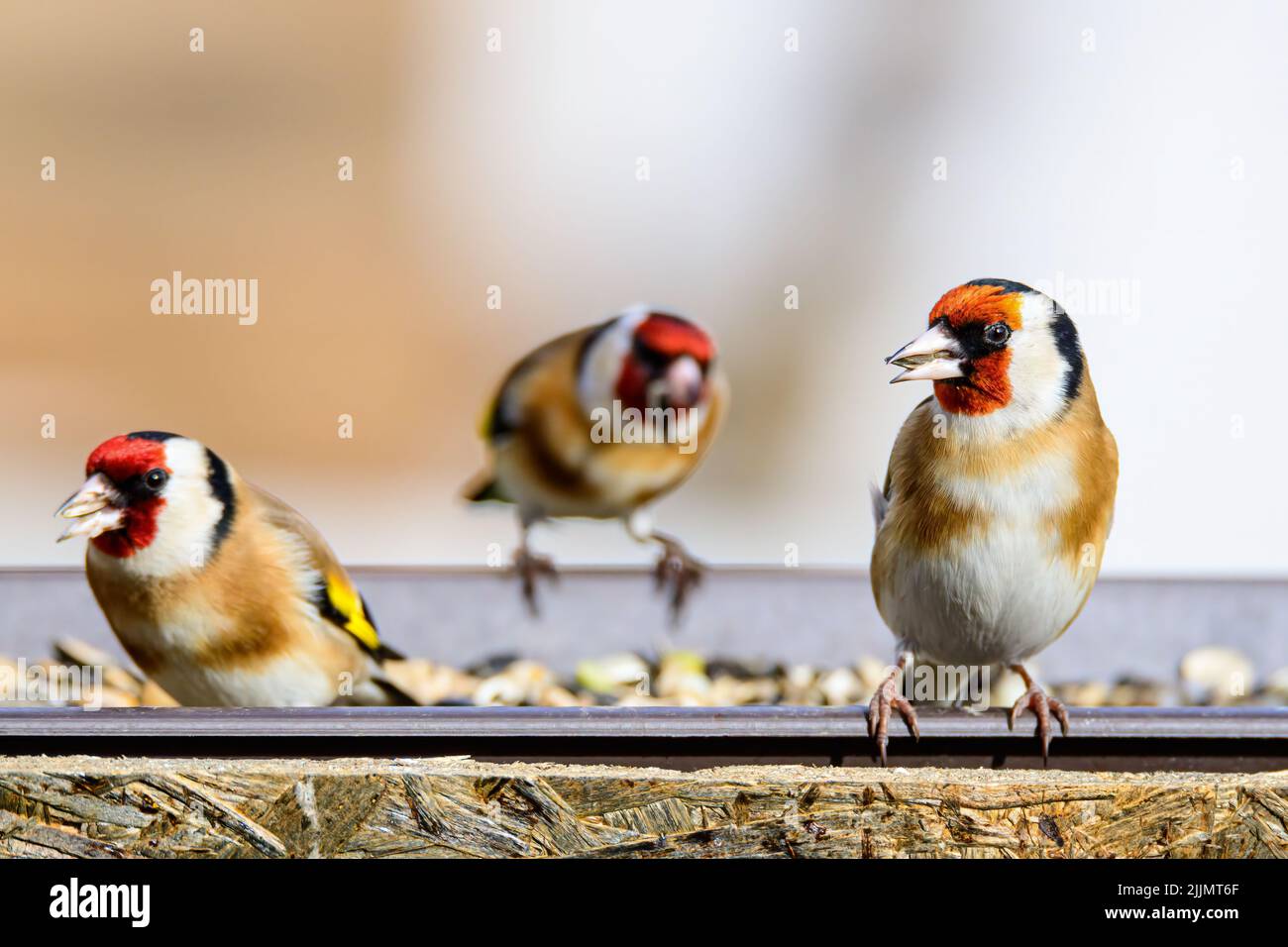 Une photo de mise au point peu profonde de trois goldfinches européens assis sur un couloir d'alimentation dans le jardin en plein soleil avec un arrière-plan flou Banque D'Images