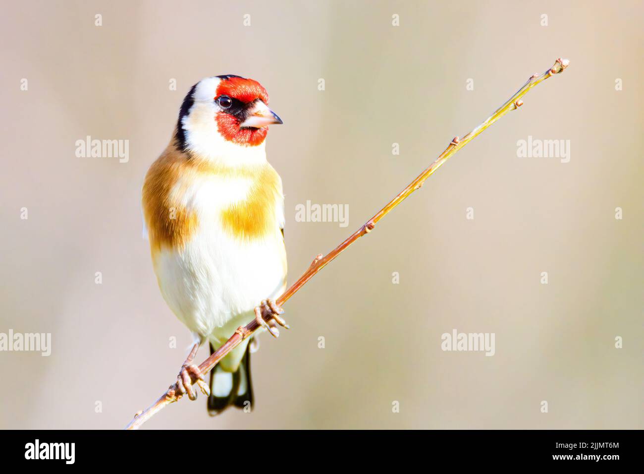 Un petit foyer peu profond d'un joli petit oiseau de couleur rouge européen assis sur une branche regardant à gauche Banque D'Images