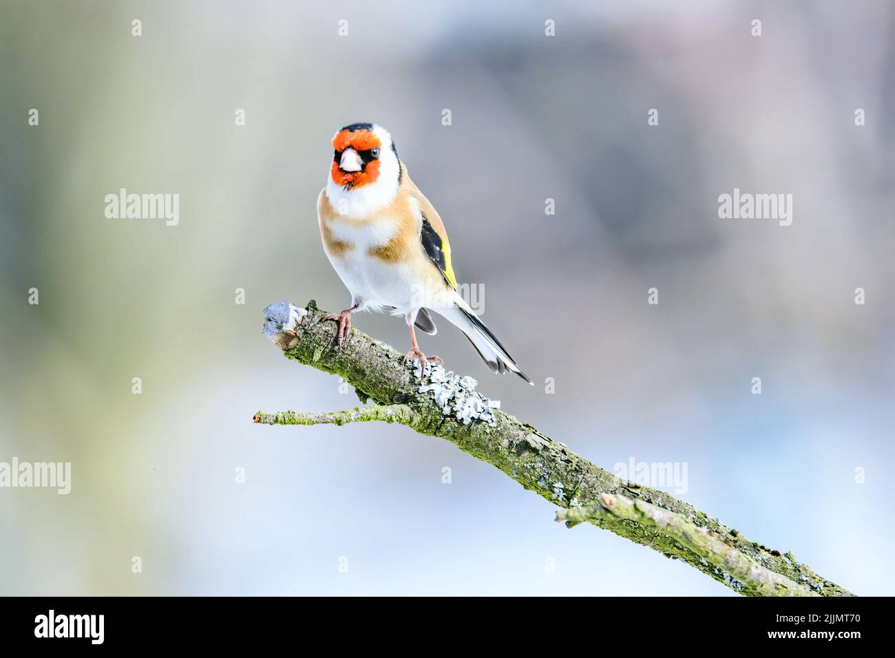 Photo d'un égairefin perché sur une ancienne branche d'arbre sec dans le jardin par une journée ensoleillée avec un arrière-plan flou Banque D'Images